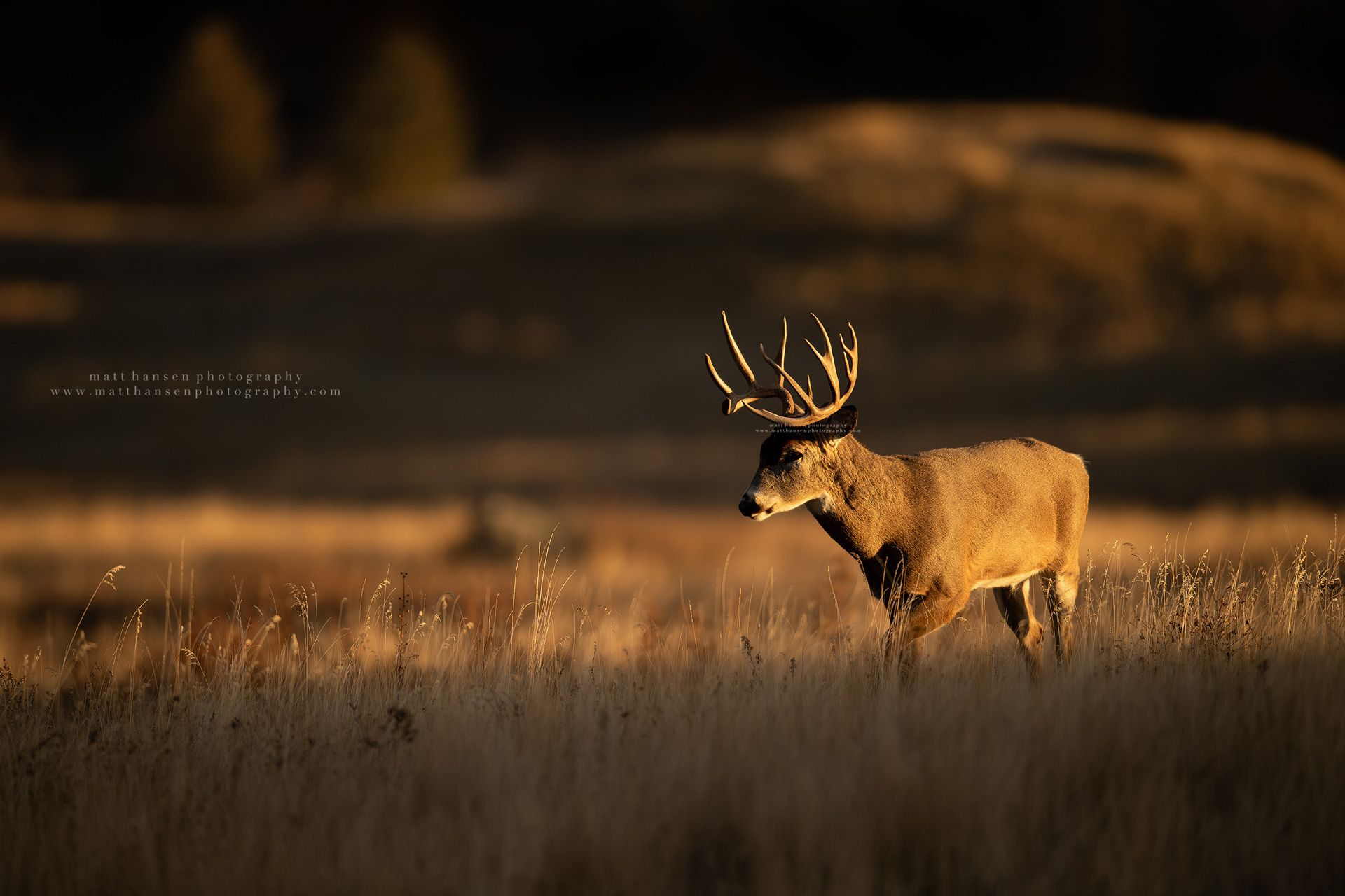  Whitetail Deer Photography
