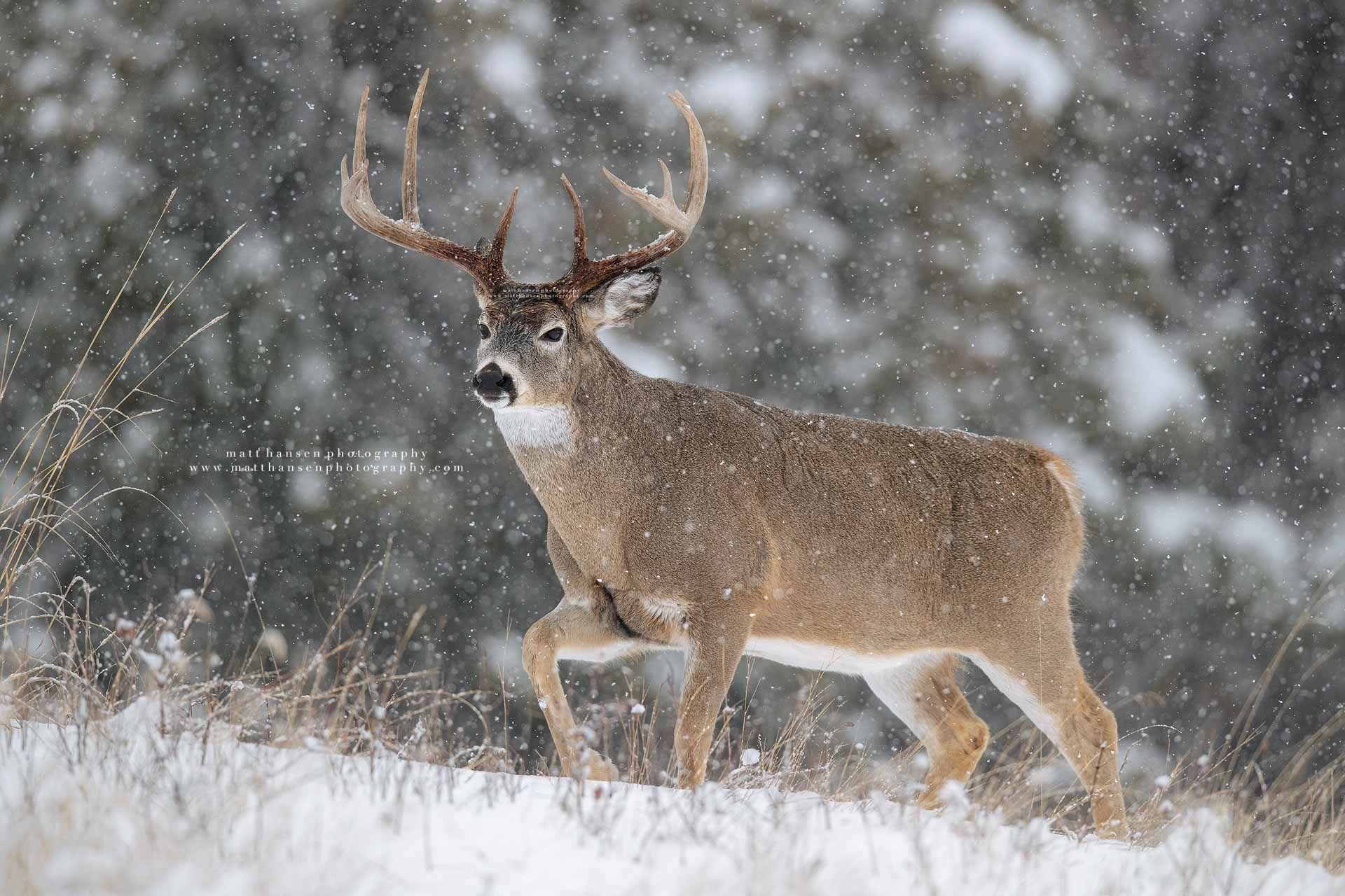 Whitetail Deer Photography