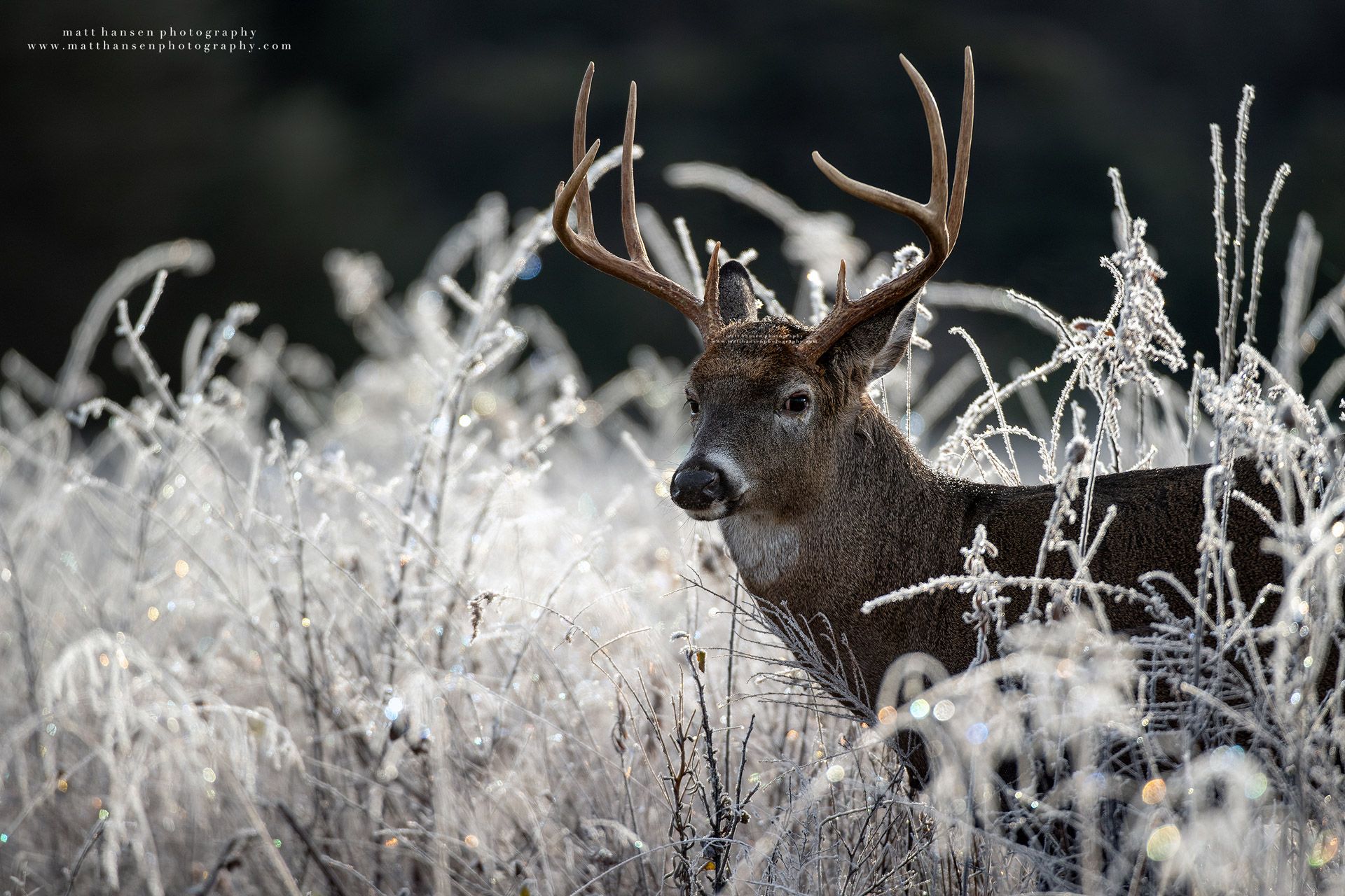Whitetail Deer Photography