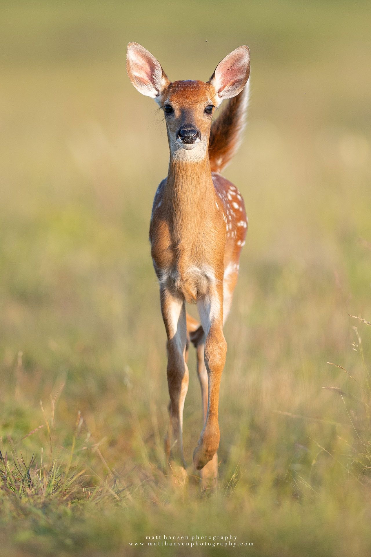 Whitetail Deer Photography