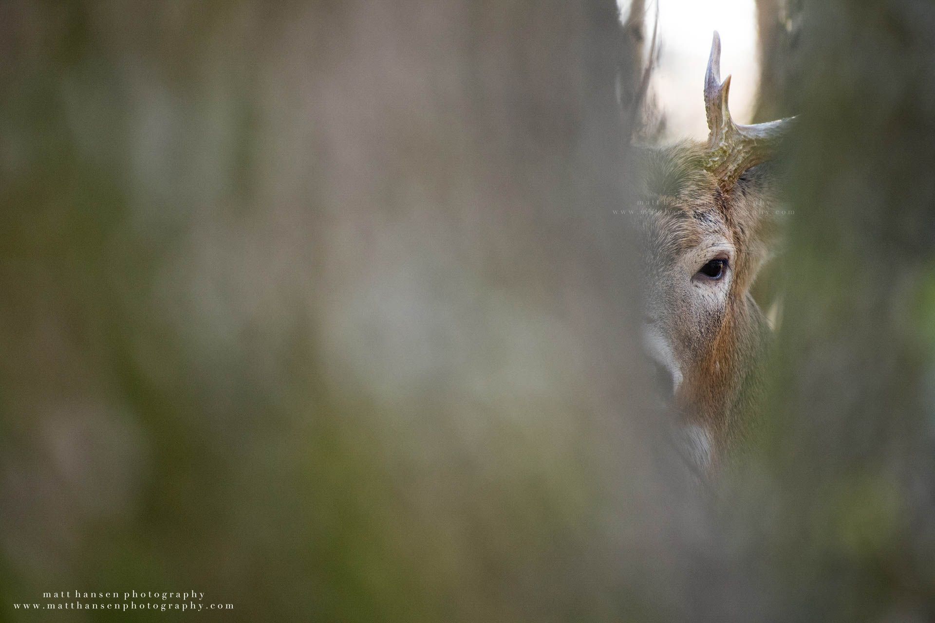 Whitetail Deer Photography