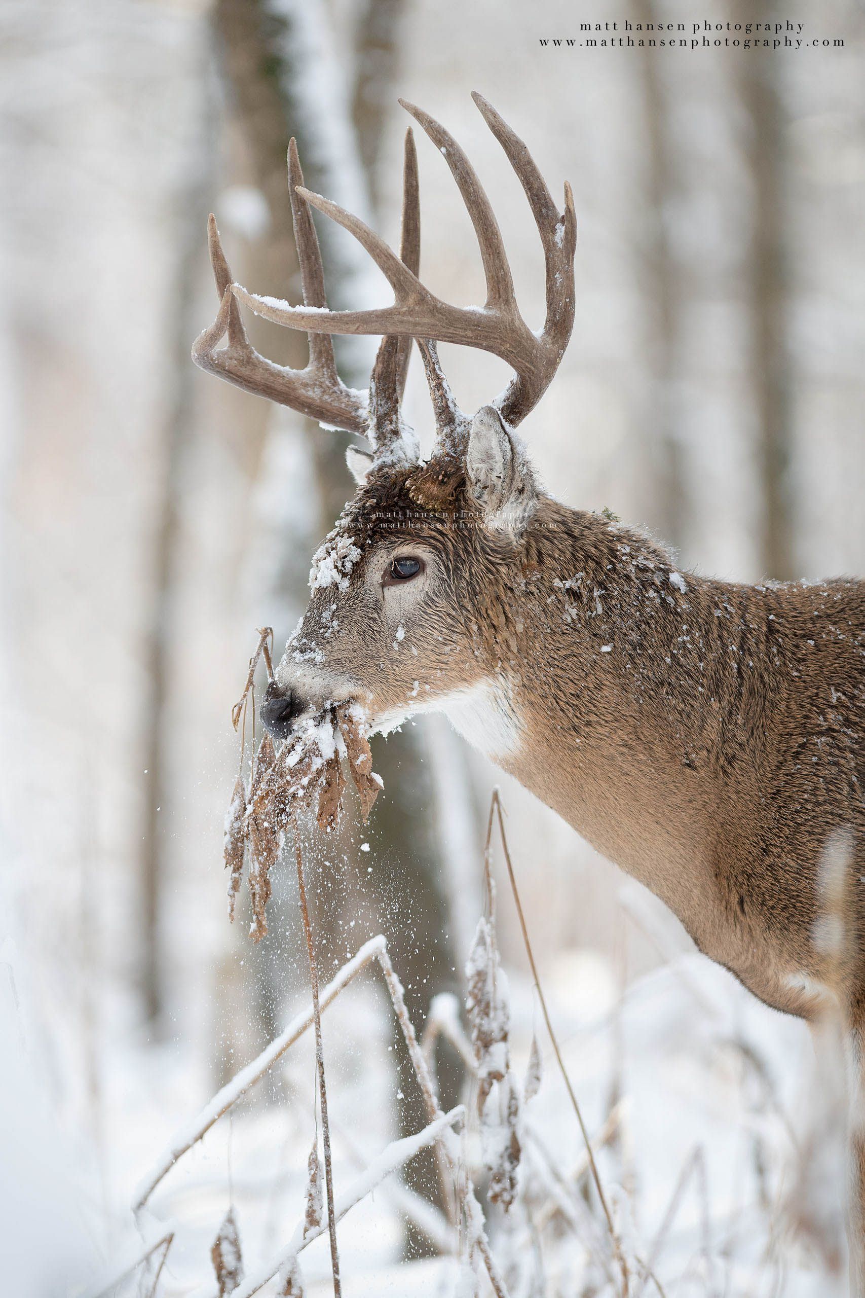 Whitetail Deer Photography