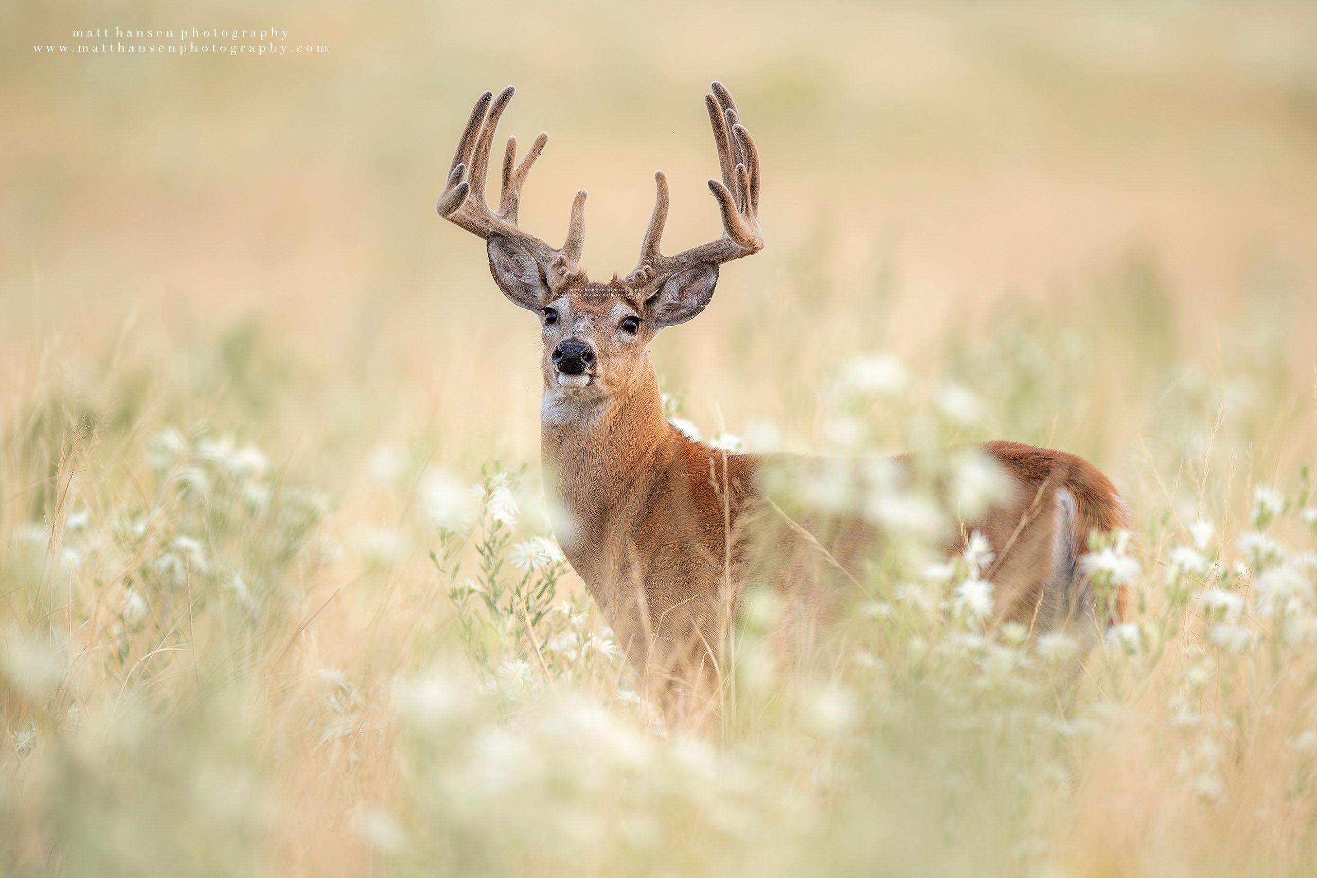 Whitetail Deer Photography