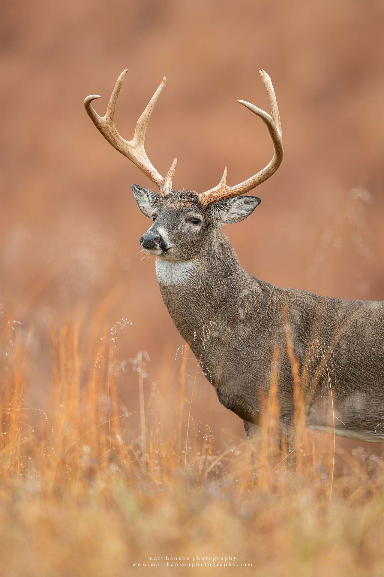 Whitetail Deer Photography
