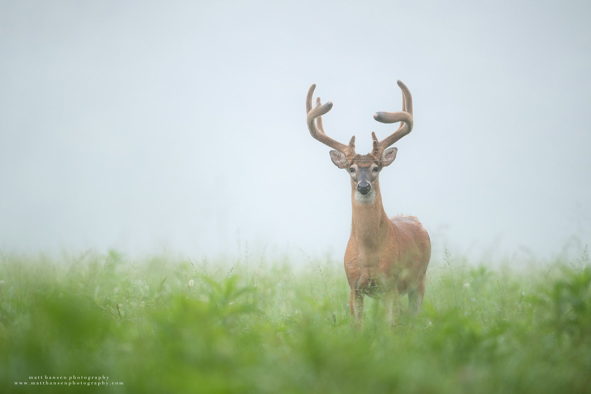 Whitetail Deer Photography by Matt Hansen Photography