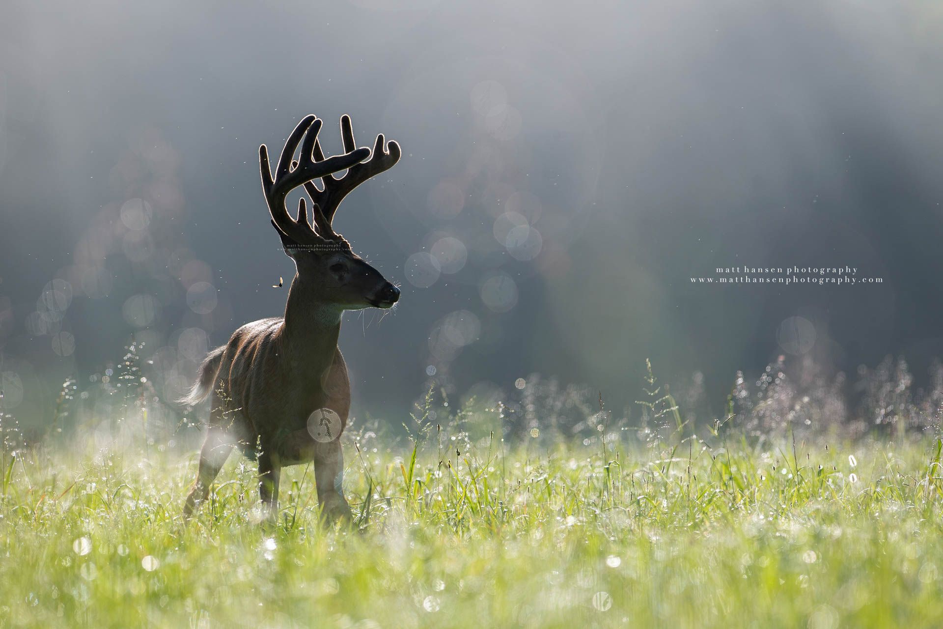 Whitetail Deer Photography