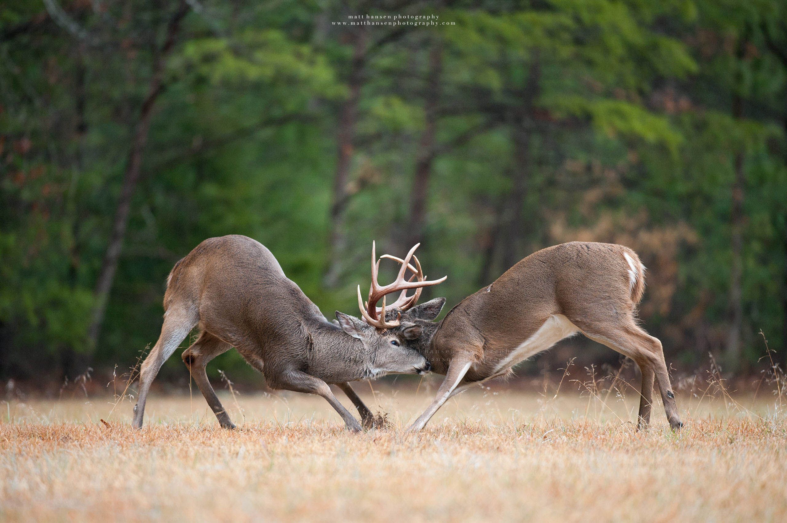 Whitetail Deer Photography