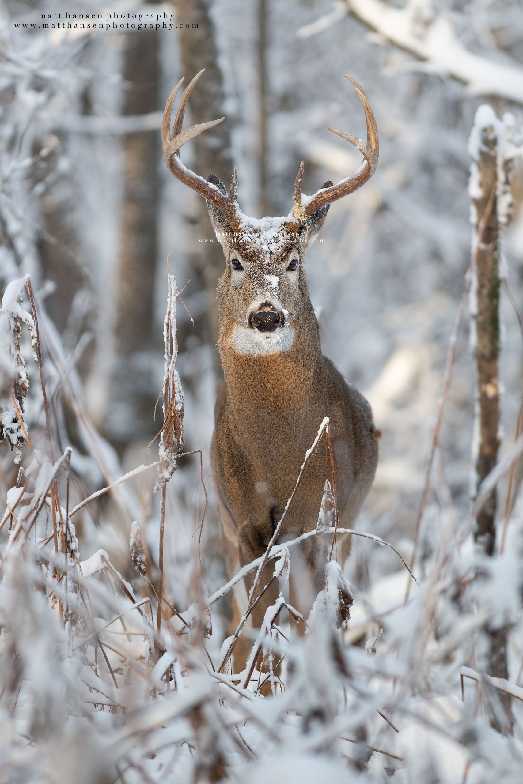 Whitetail Deer Photography - Whitetail Deer Photography