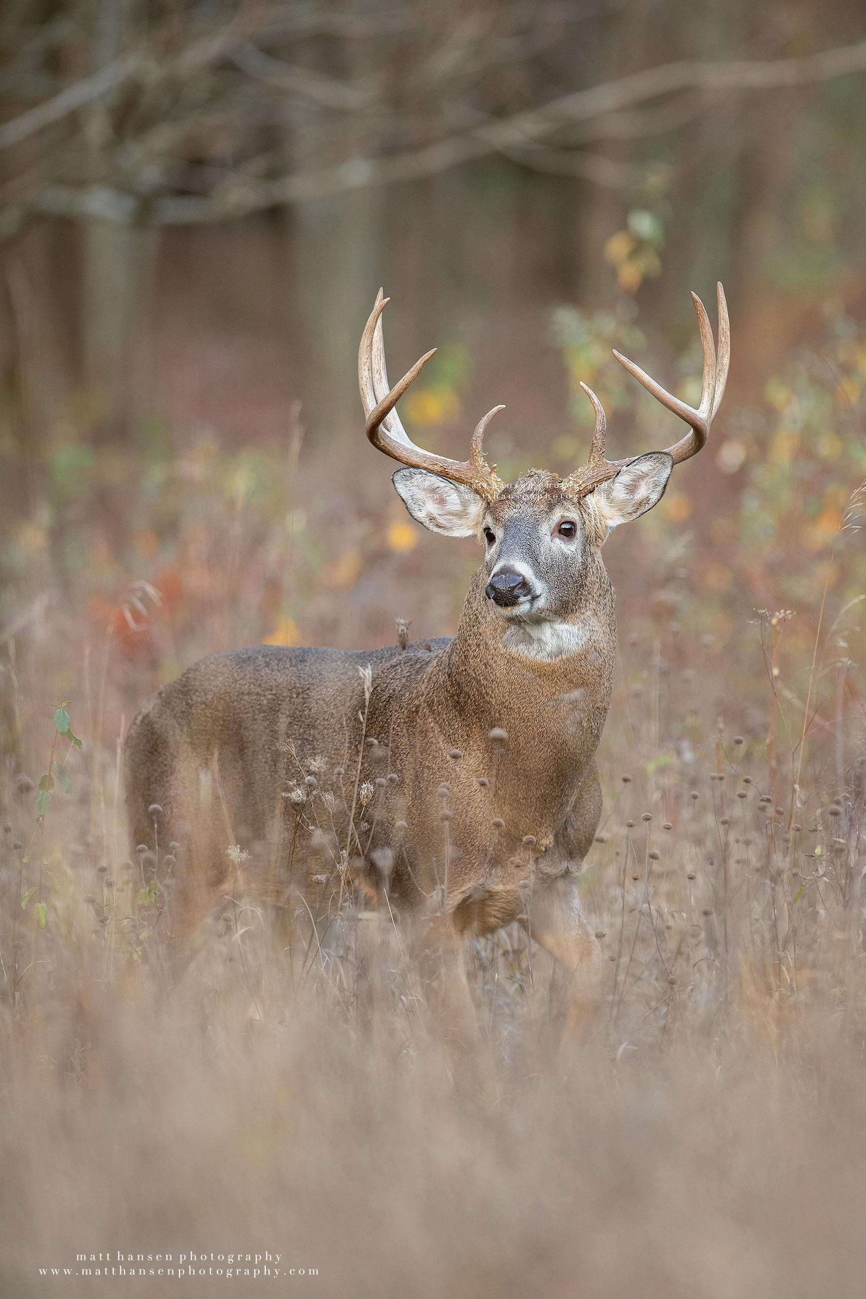 Yoder Images Whitetail Deer Photography - Whitetail Deer Photography