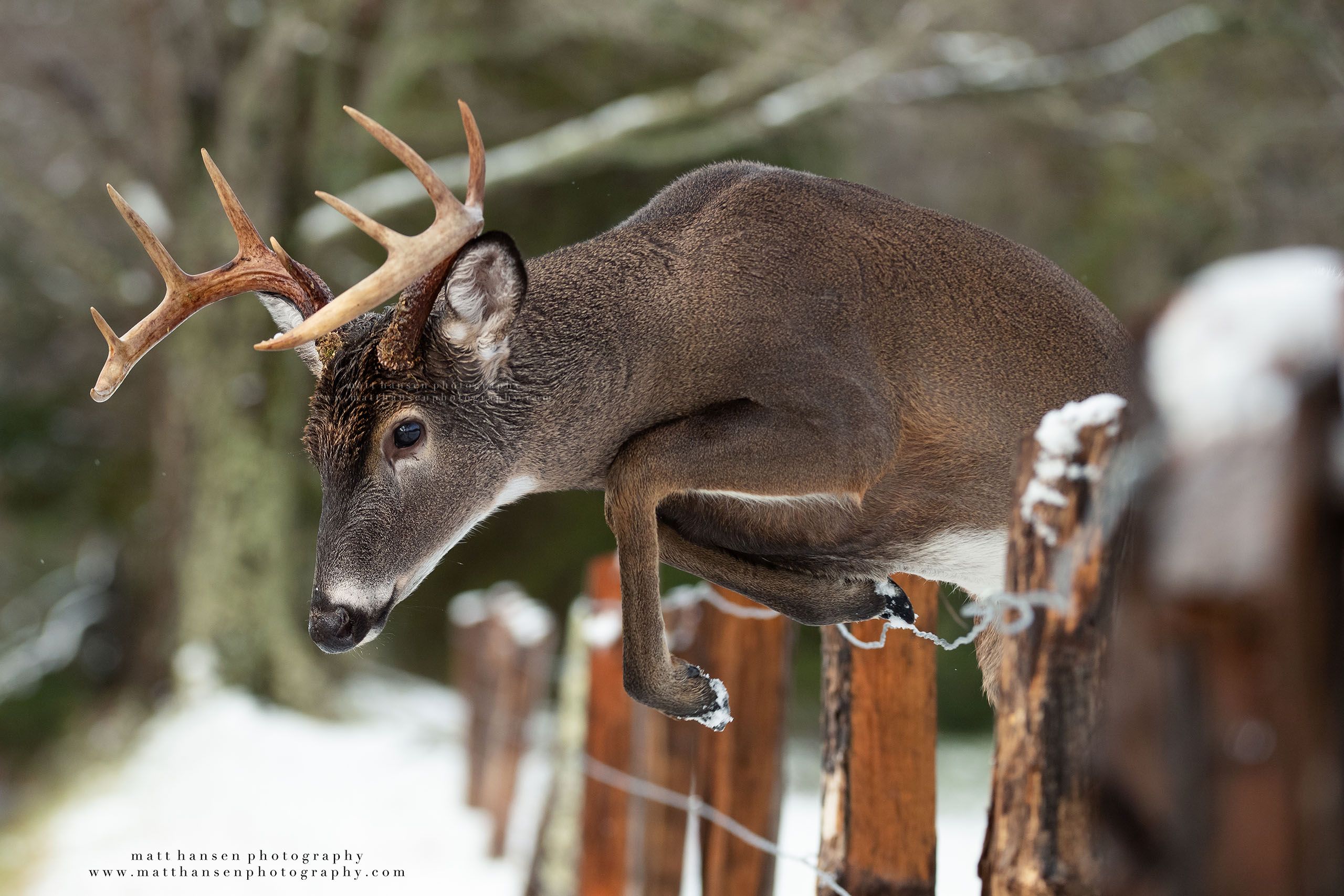 Yoder Images Whitetail Deer Photography - Whitetail Deer Photography