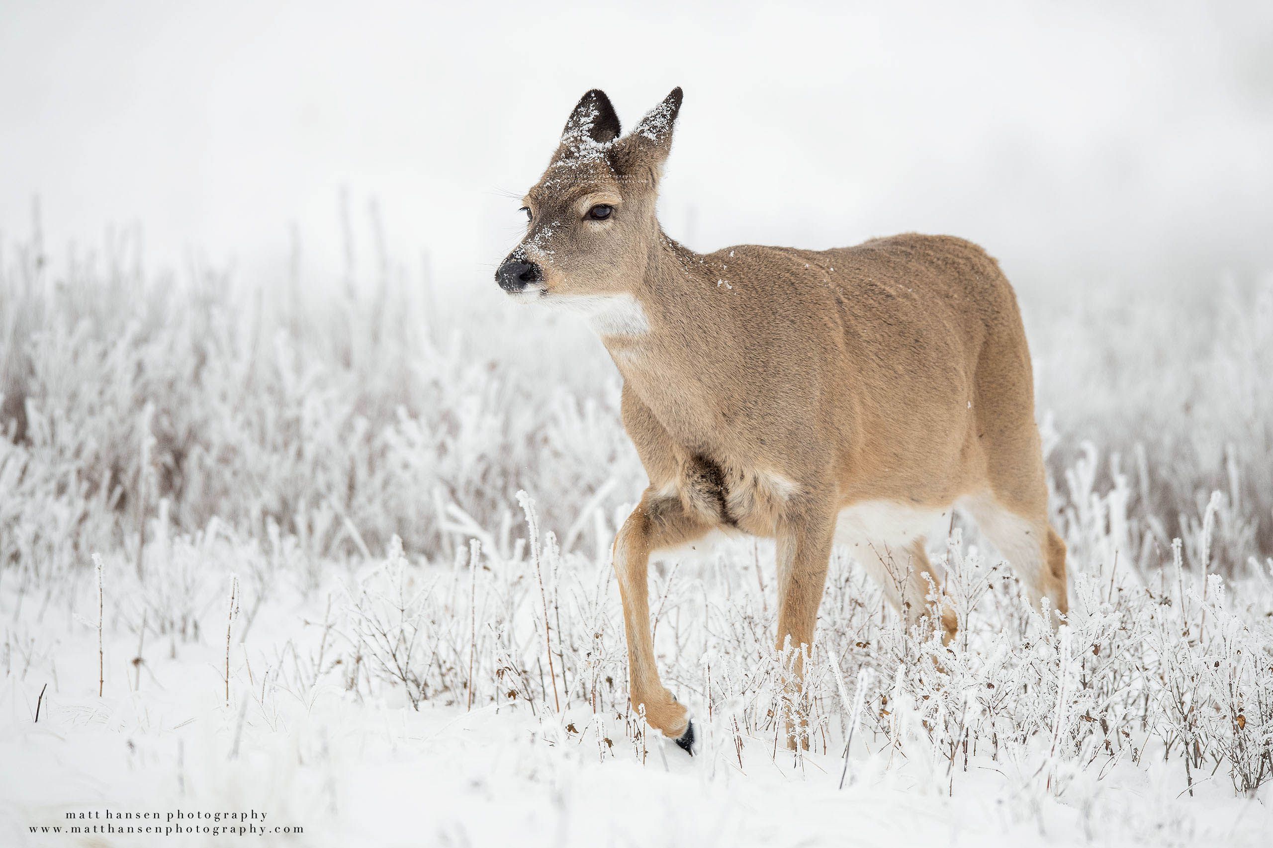 Whitetail Deer Photography