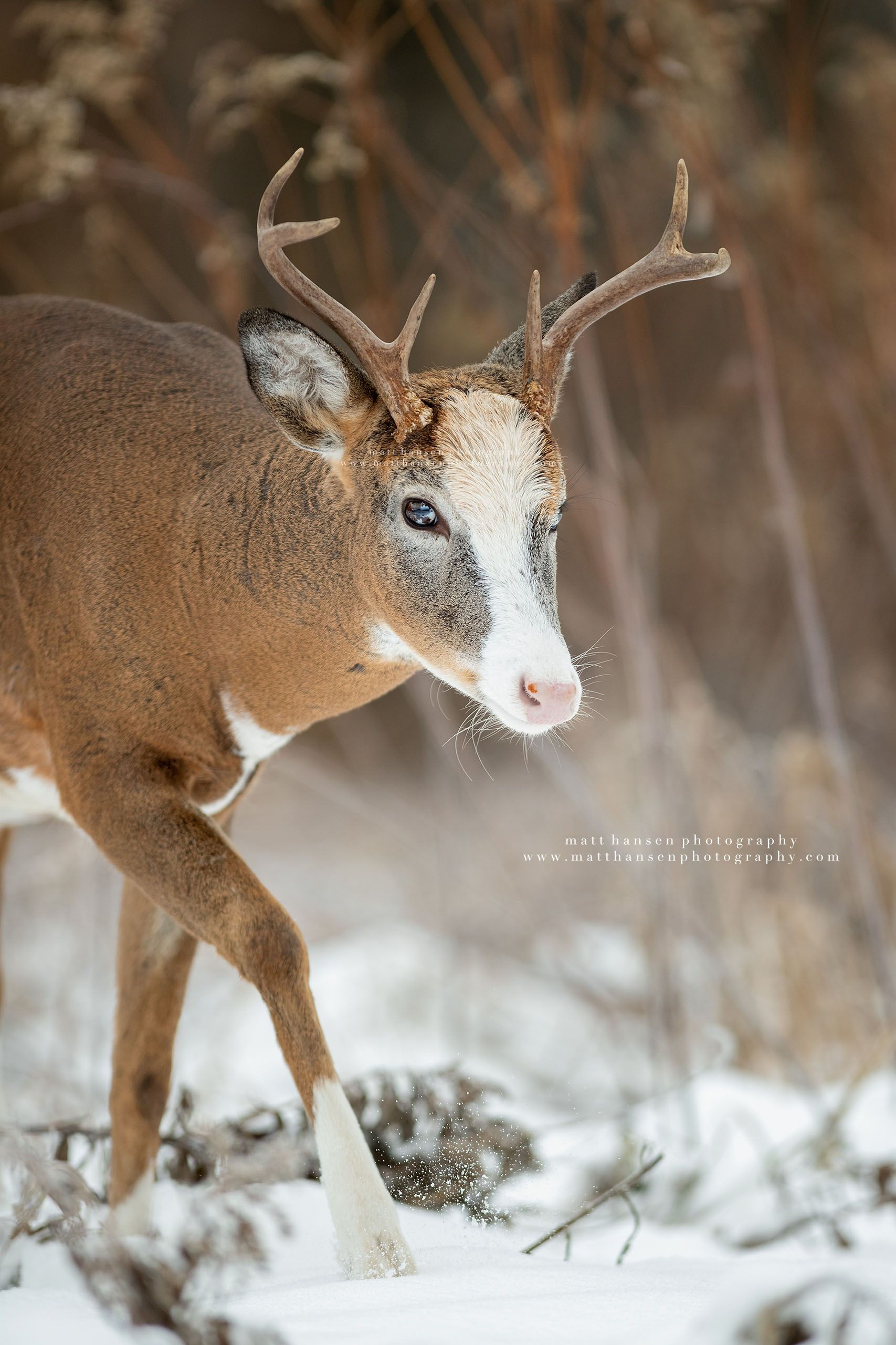 Whitetail Deer Photography - Whitetail Deer Photography