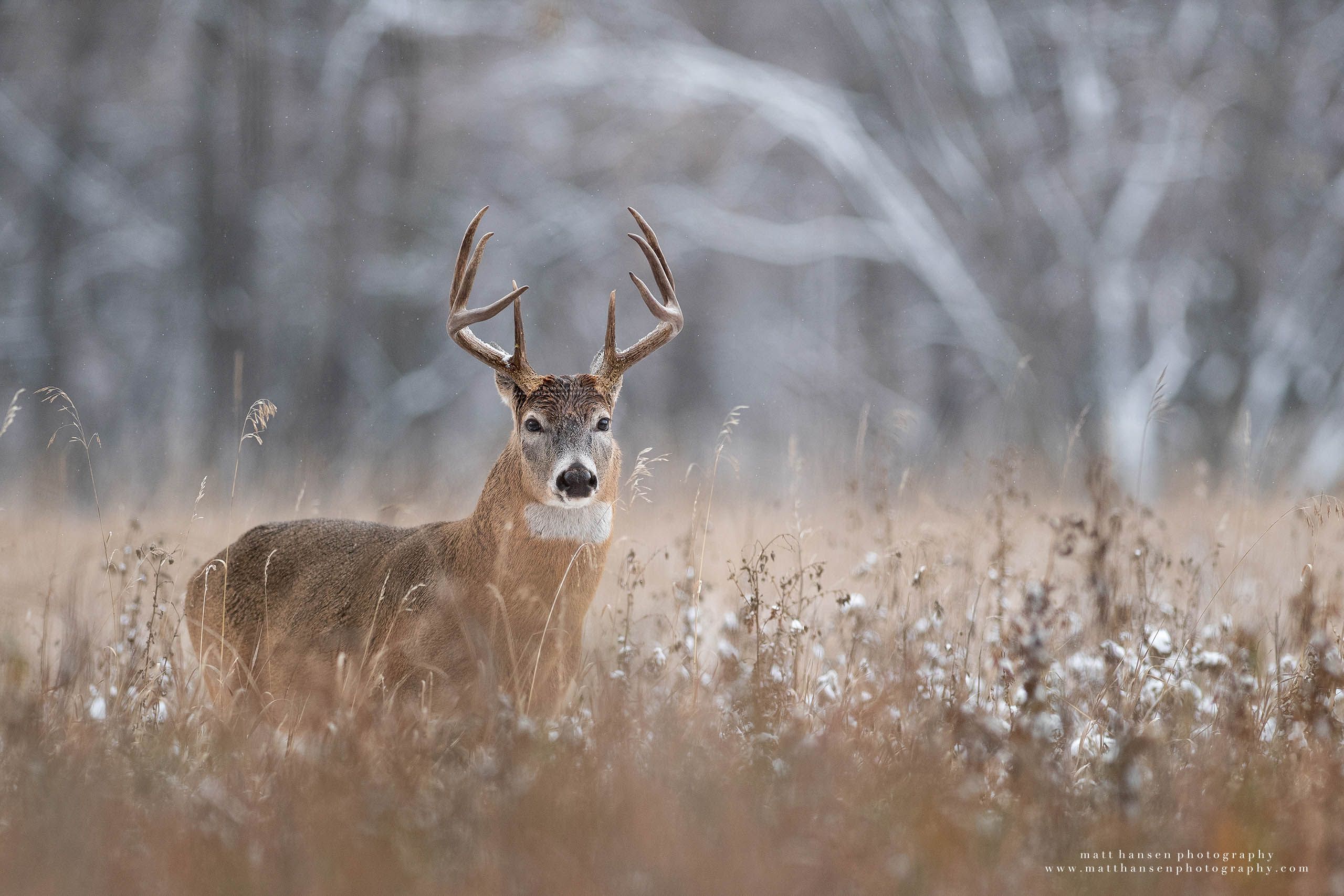 Yoder Images Whitetail Deer Photography - Whitetail Deer Photography