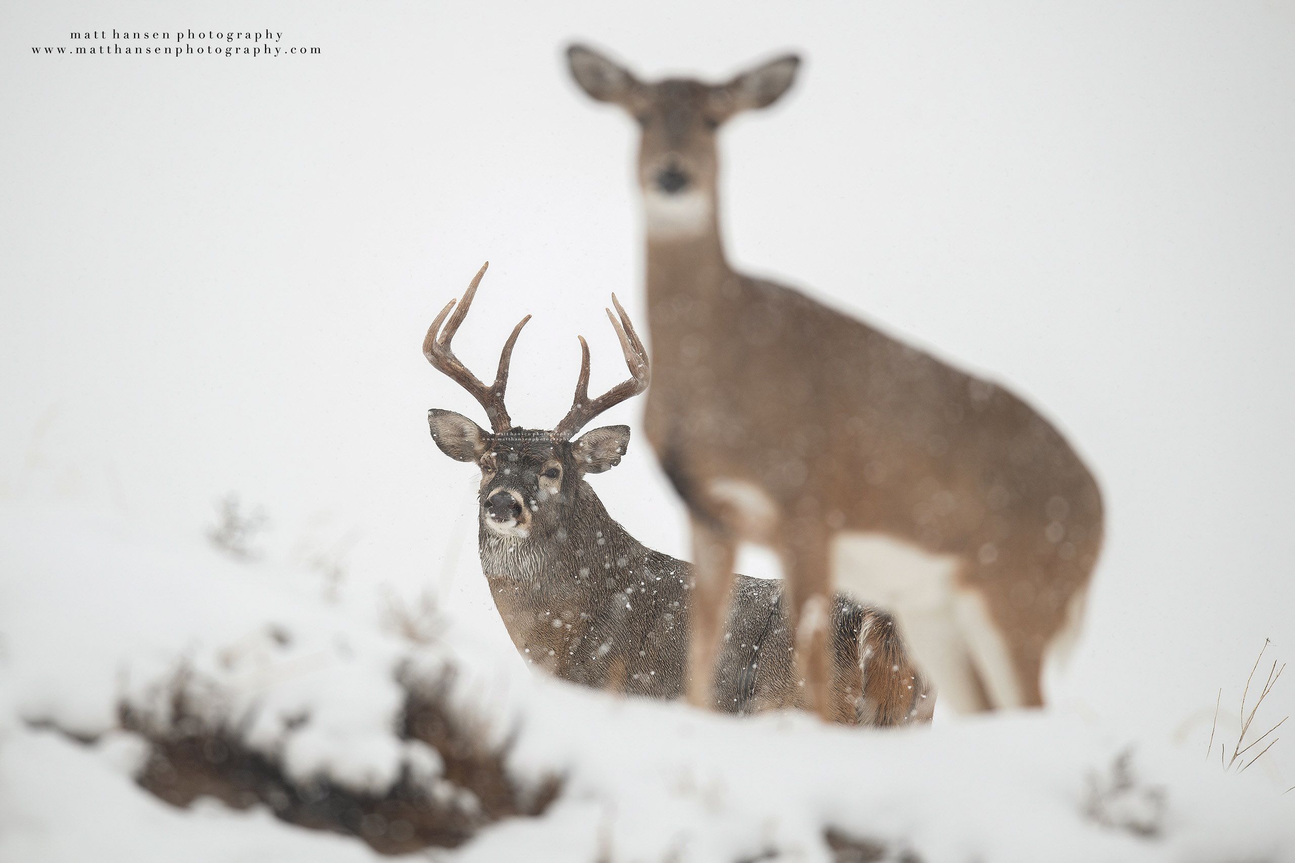 Whitetail Deer Photography