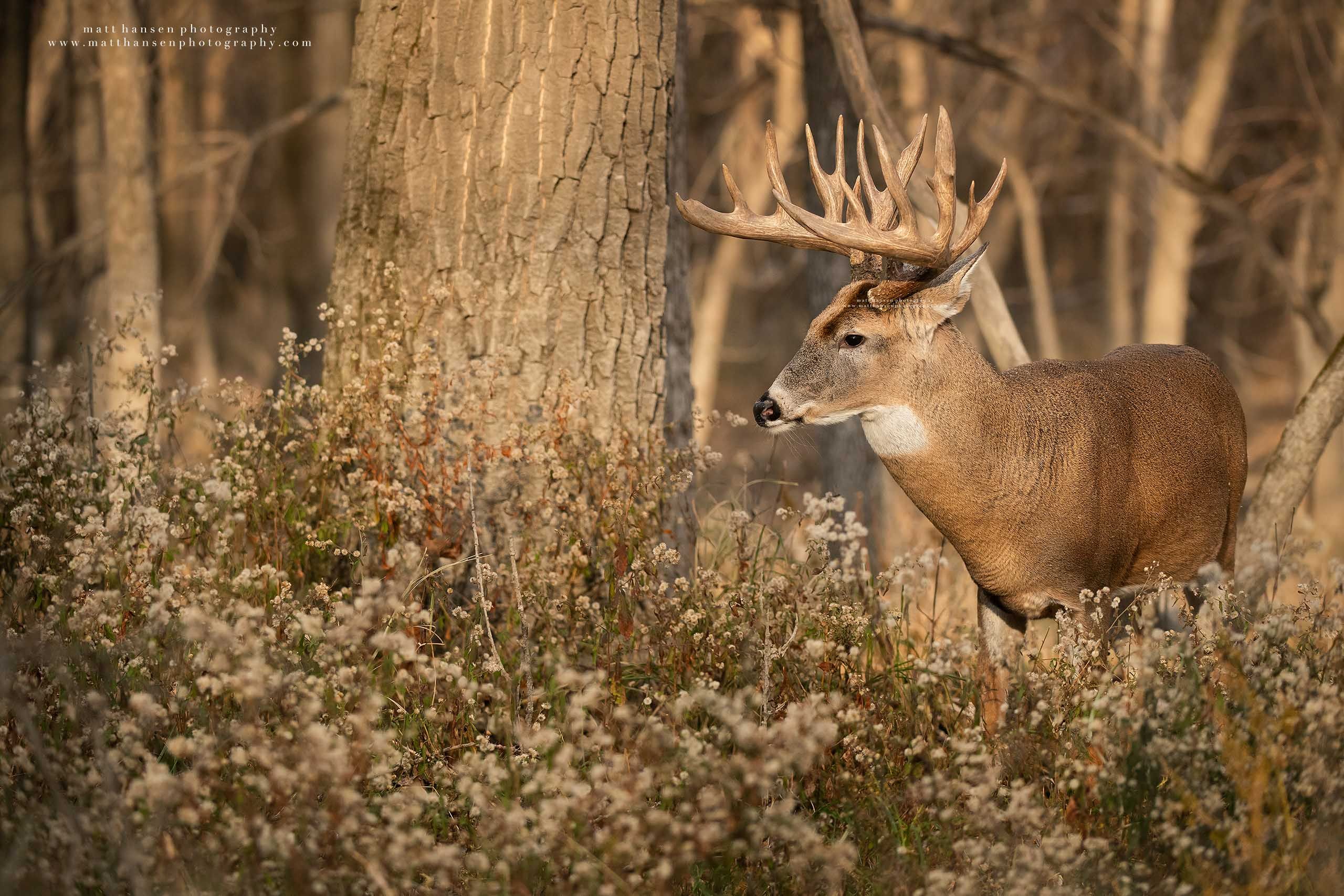 Whitetail Deer Photography