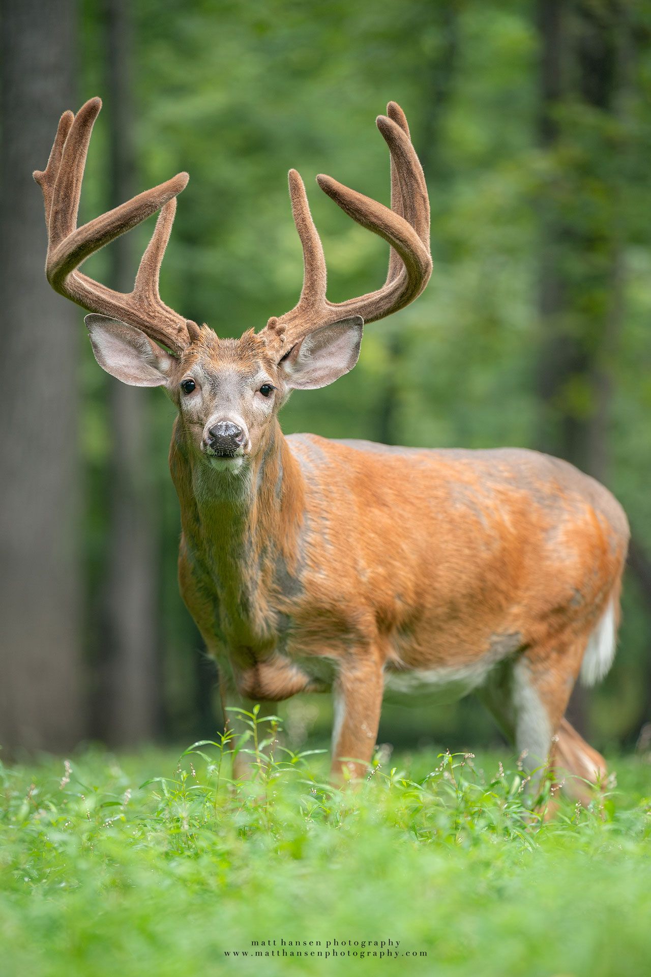 Whitetail Deer Photography