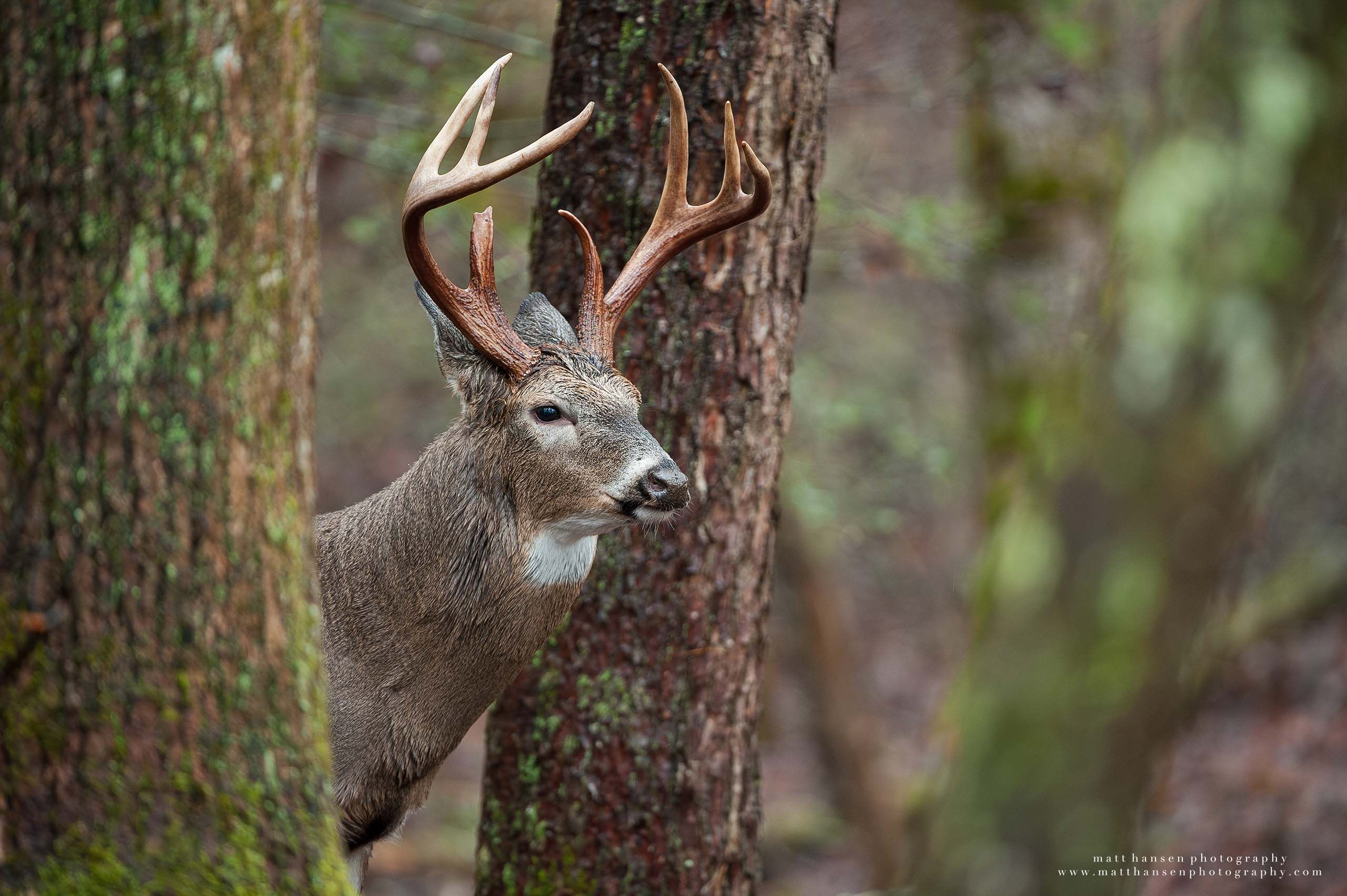 Whitetail Deer Photography