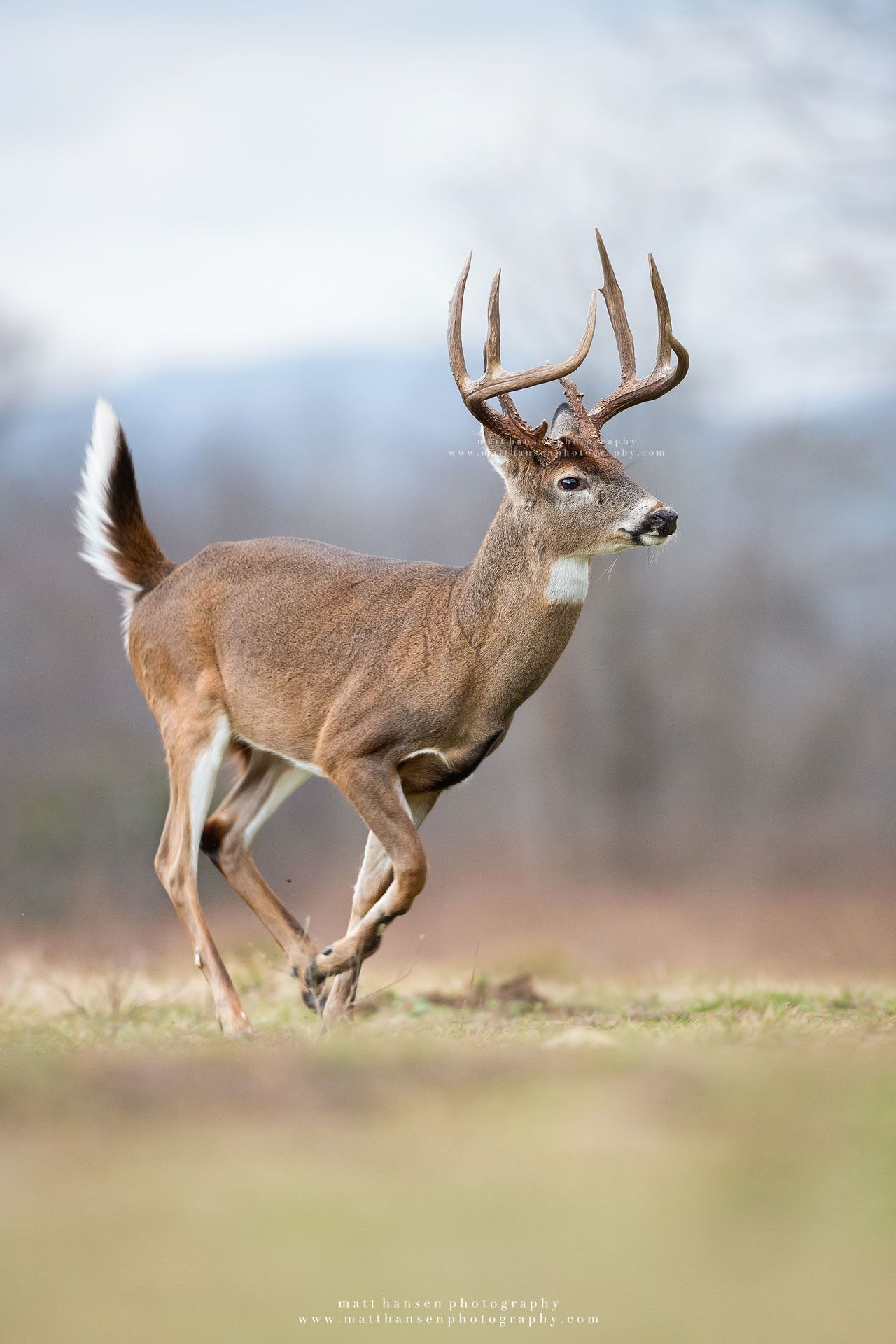 Whitetail Deer Photography by Matt Hansen Photography