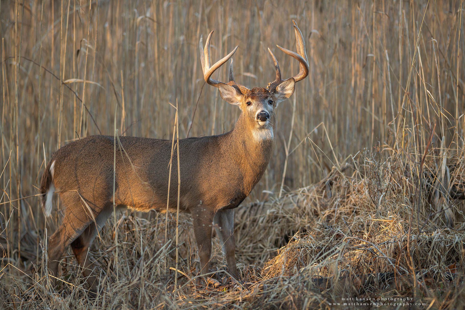 Whitetail Deer Photography