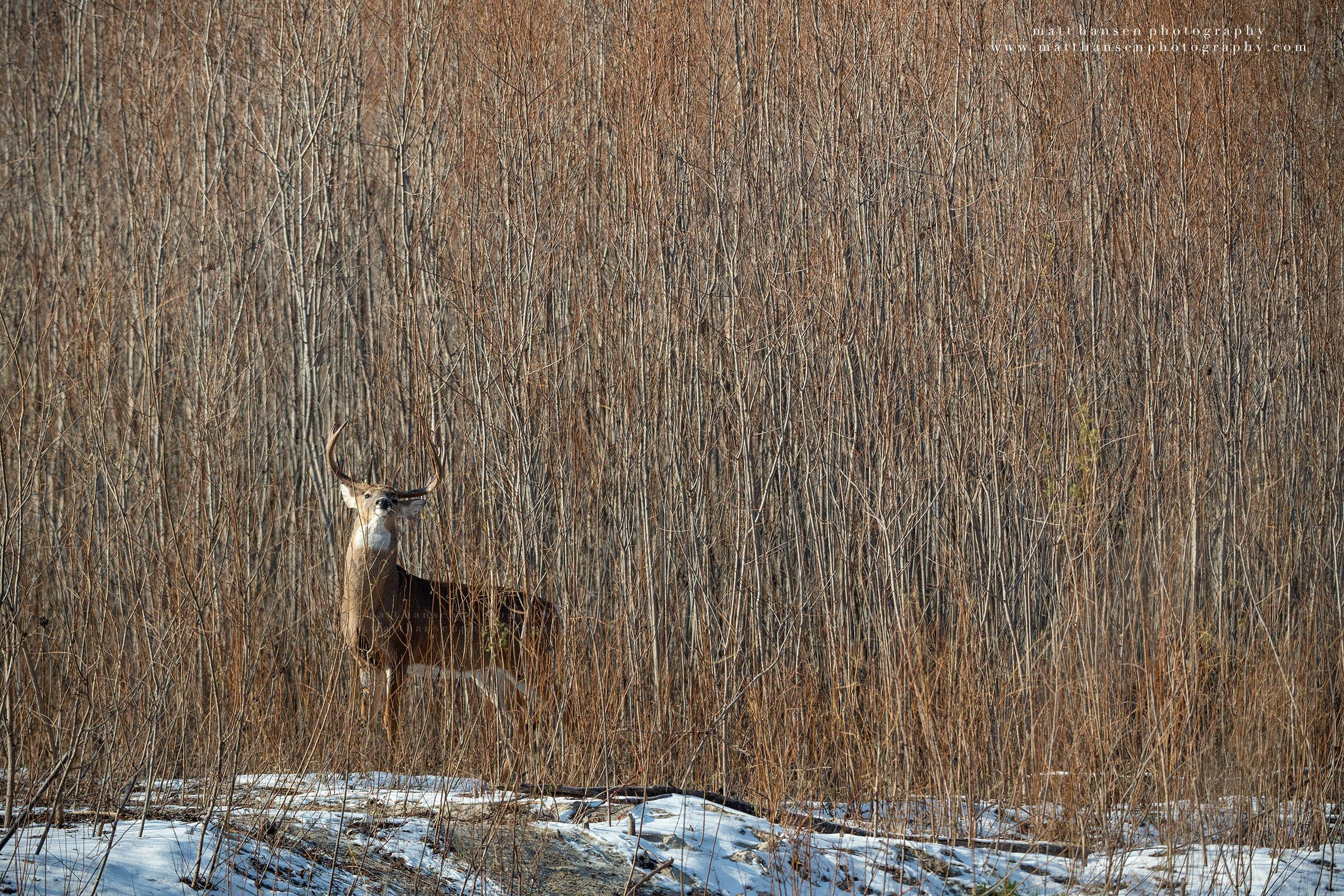 Whitetail Deer Photography
