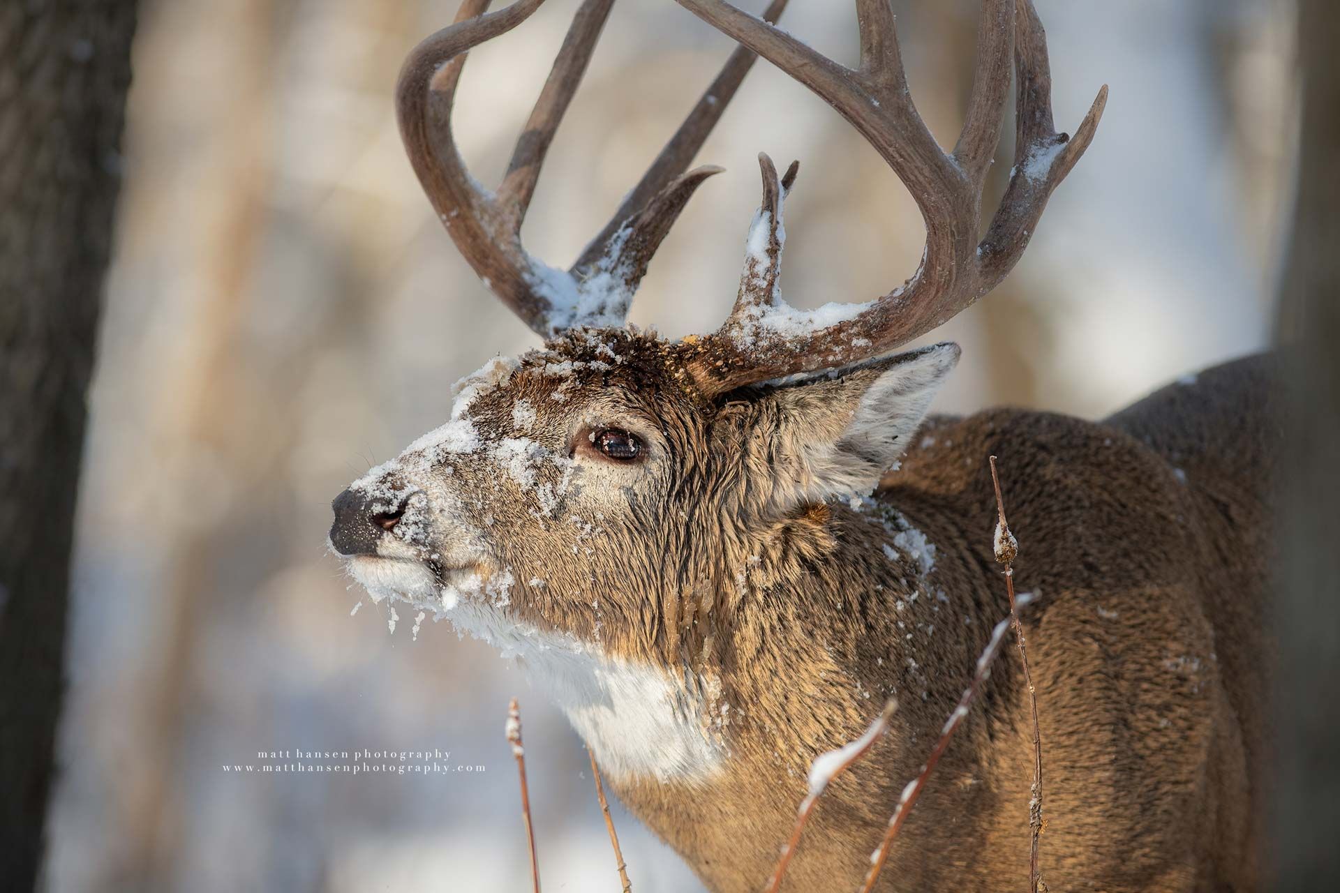 Whitetail Deer Photography