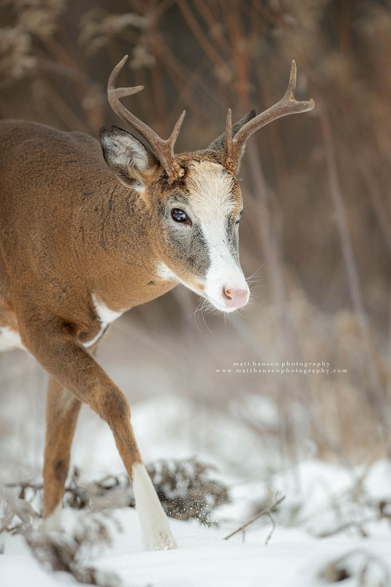 Whitetail Deer Photography by Matt Hansen Photography