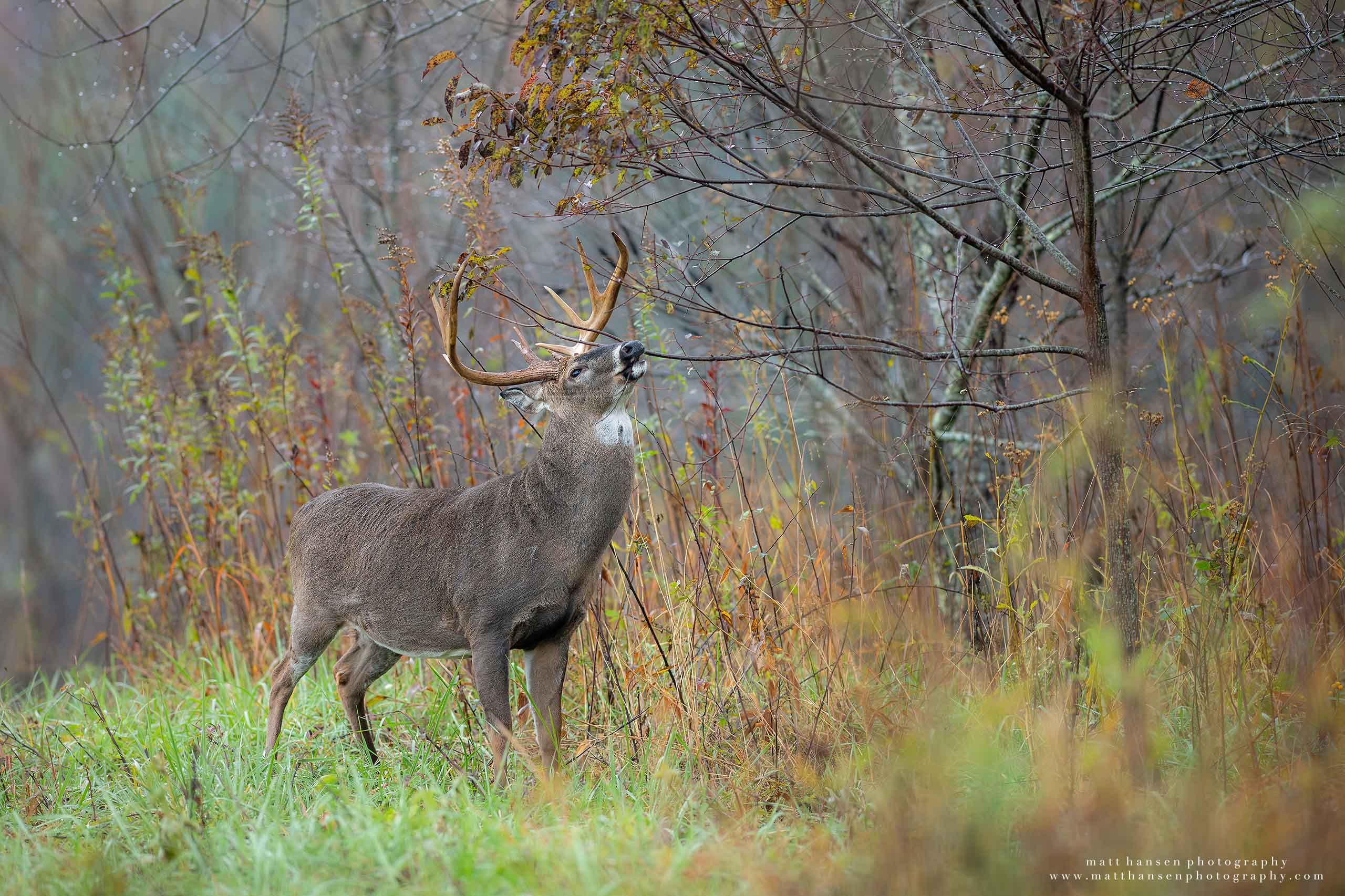 Whitetail Deer Photography