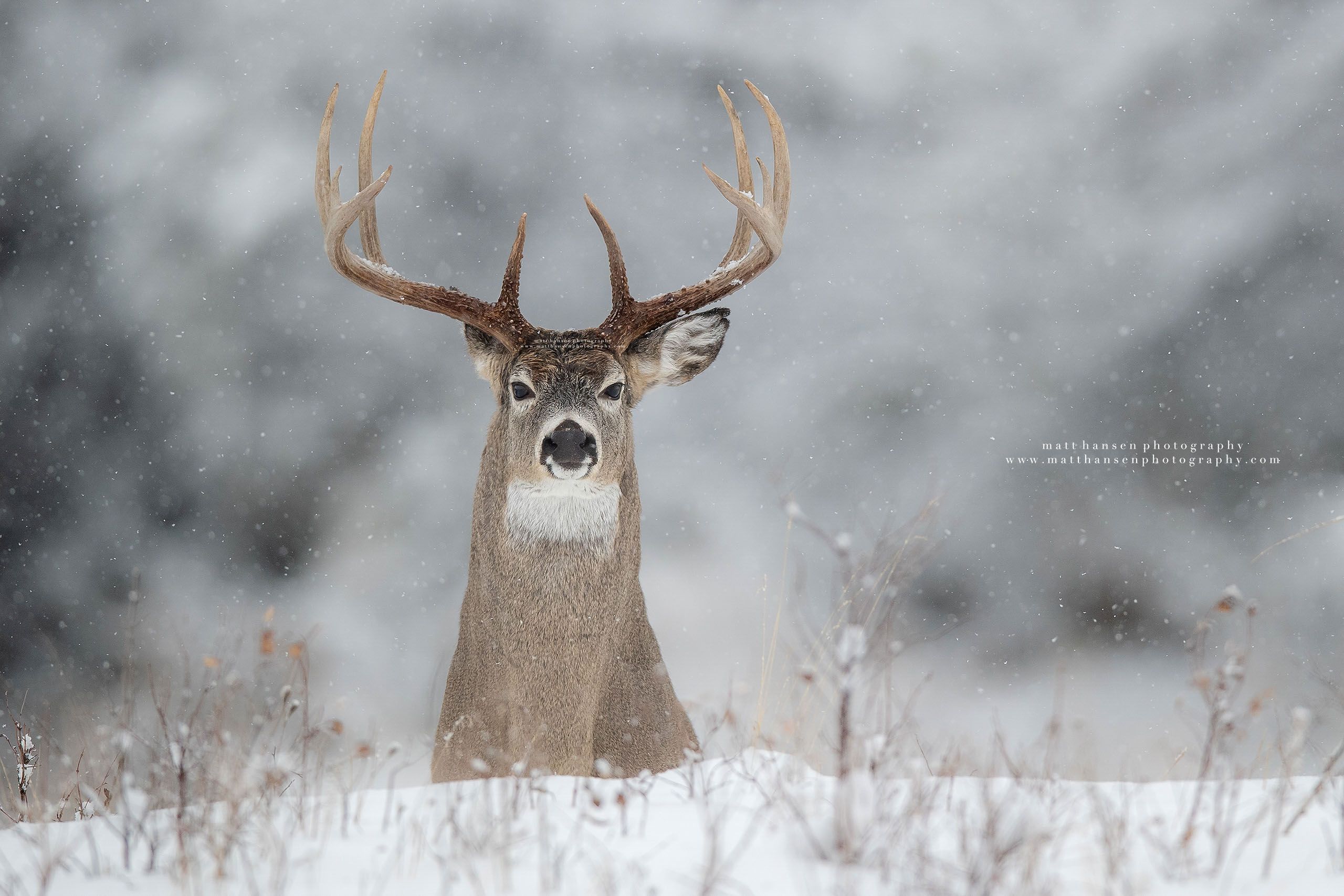 Whitetail Deer Photography