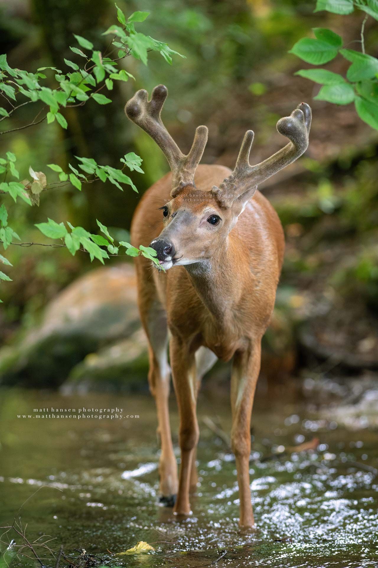 Whitetail Deer Photography