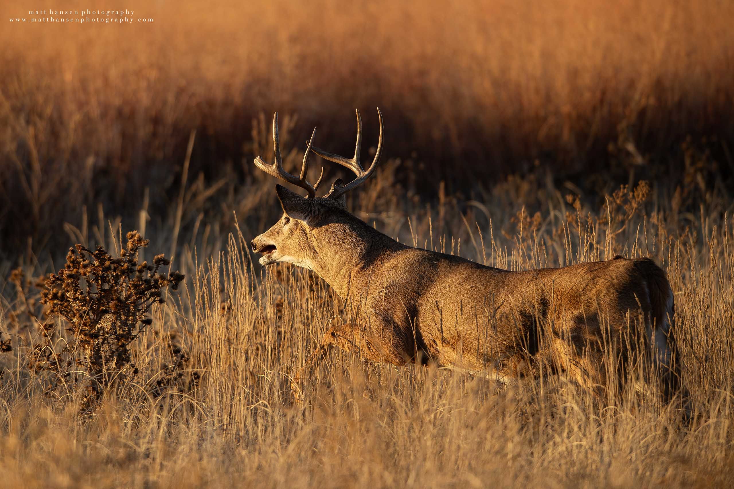 Whitetail Deer Photography