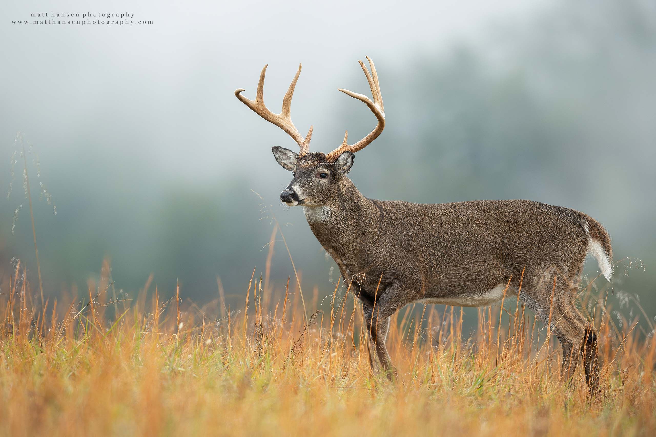 Whitetail Deer Photography