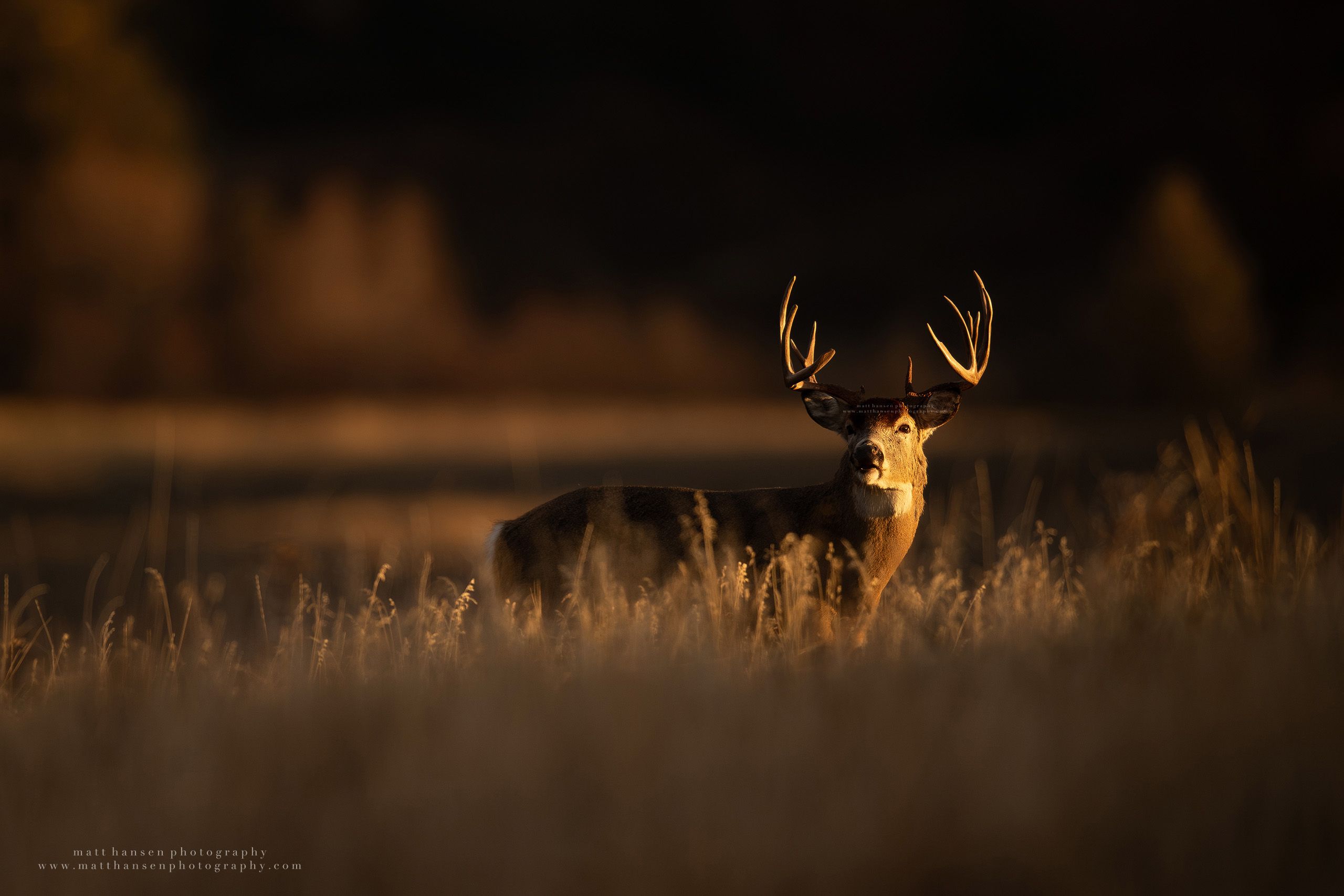 Whitetail Deer Photography