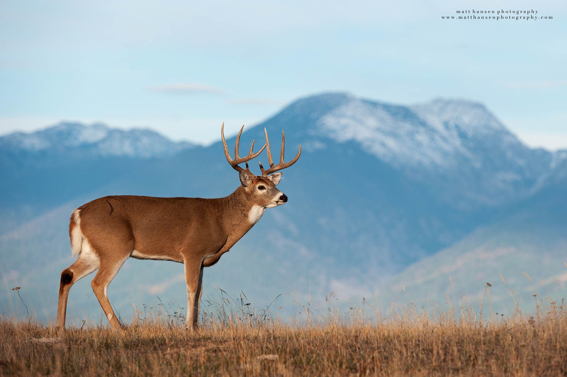 Whitetail Deer Photography