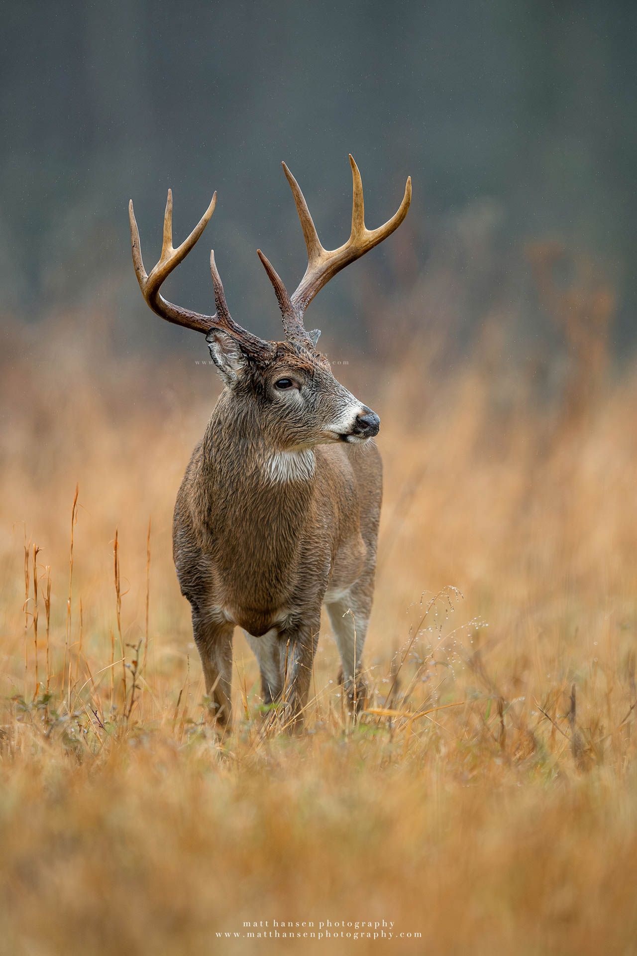 Whitetail Deer Photography by Matt Hansen Photography