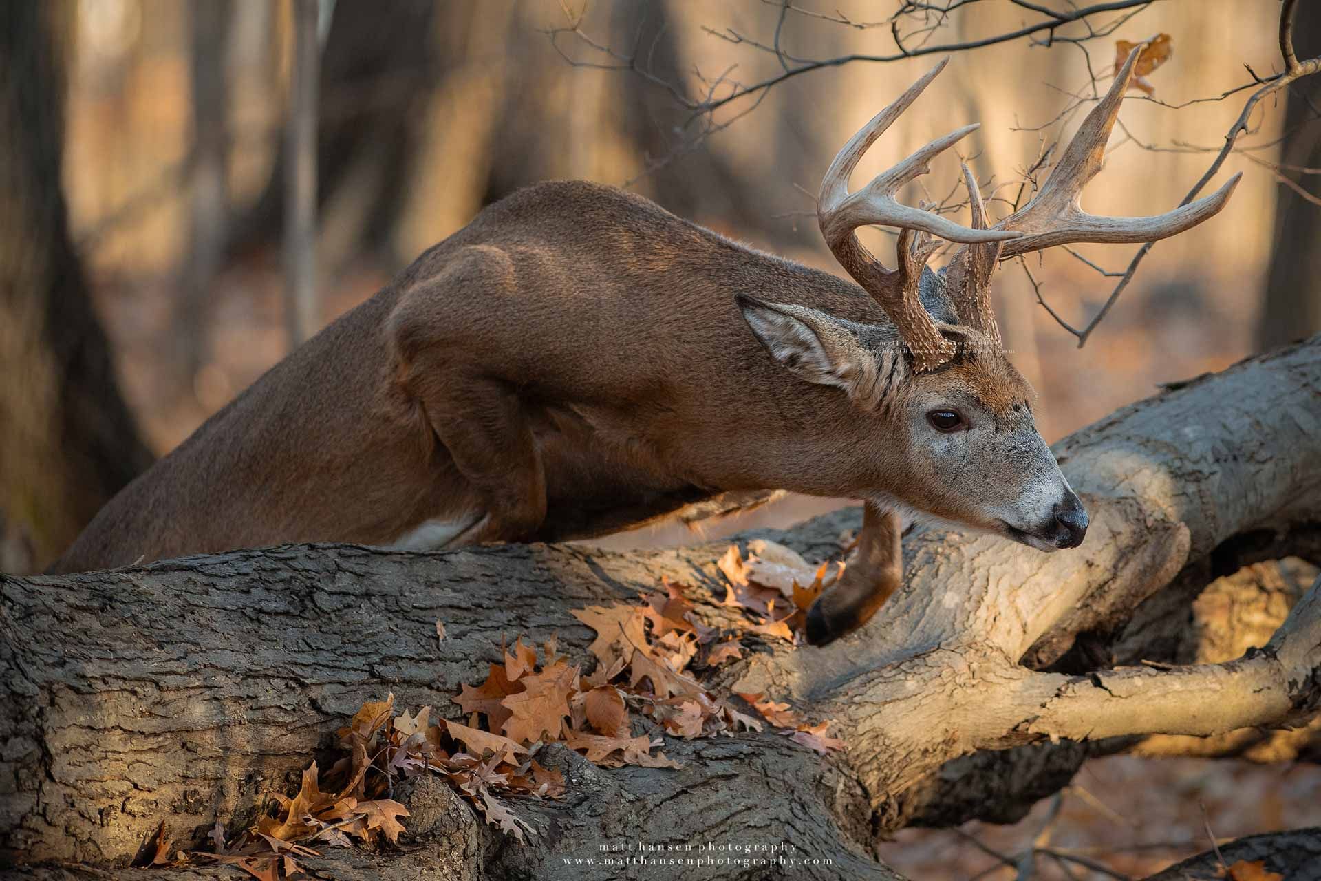 Whitetail Deer Photography
