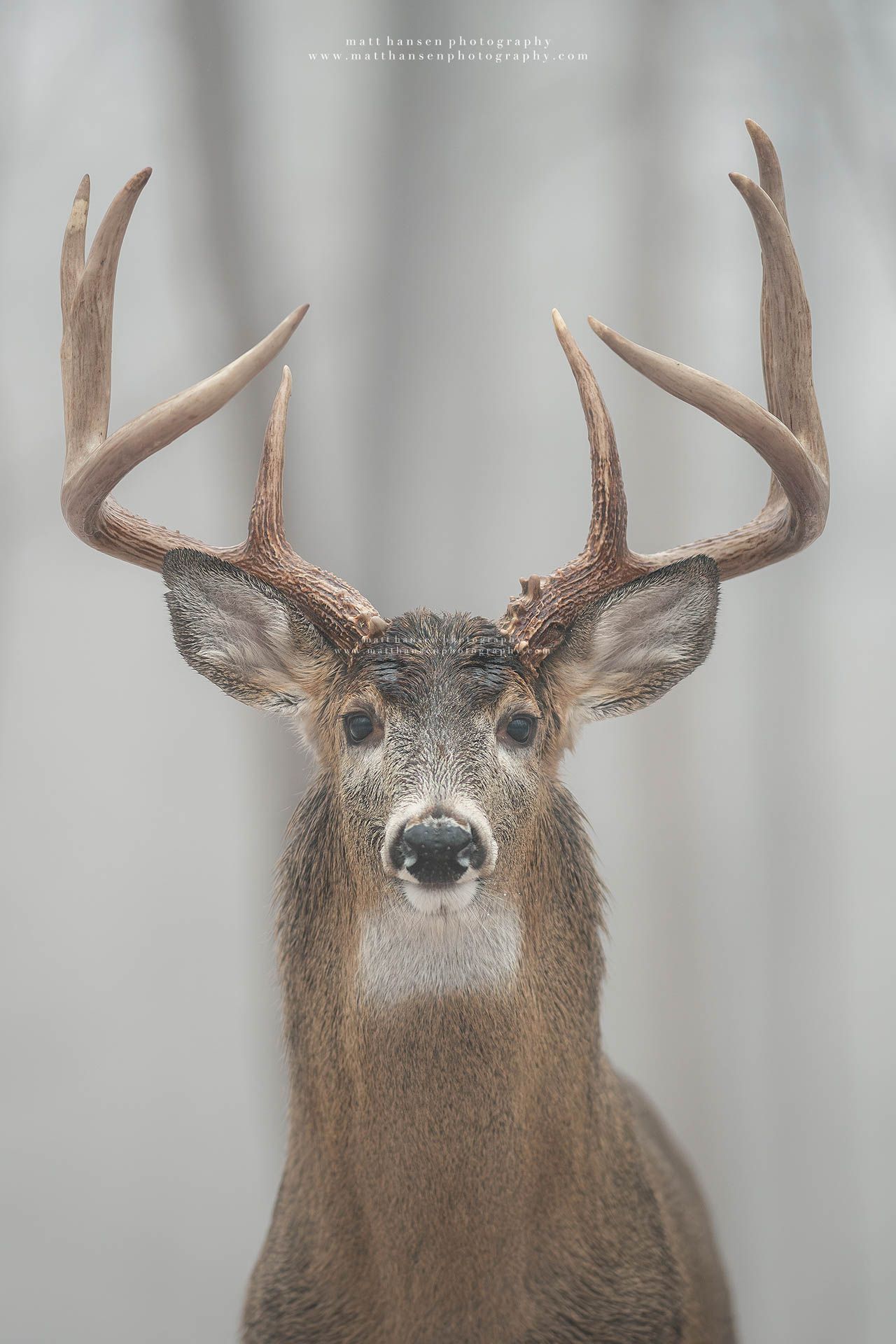 Whitetail Deer Photography