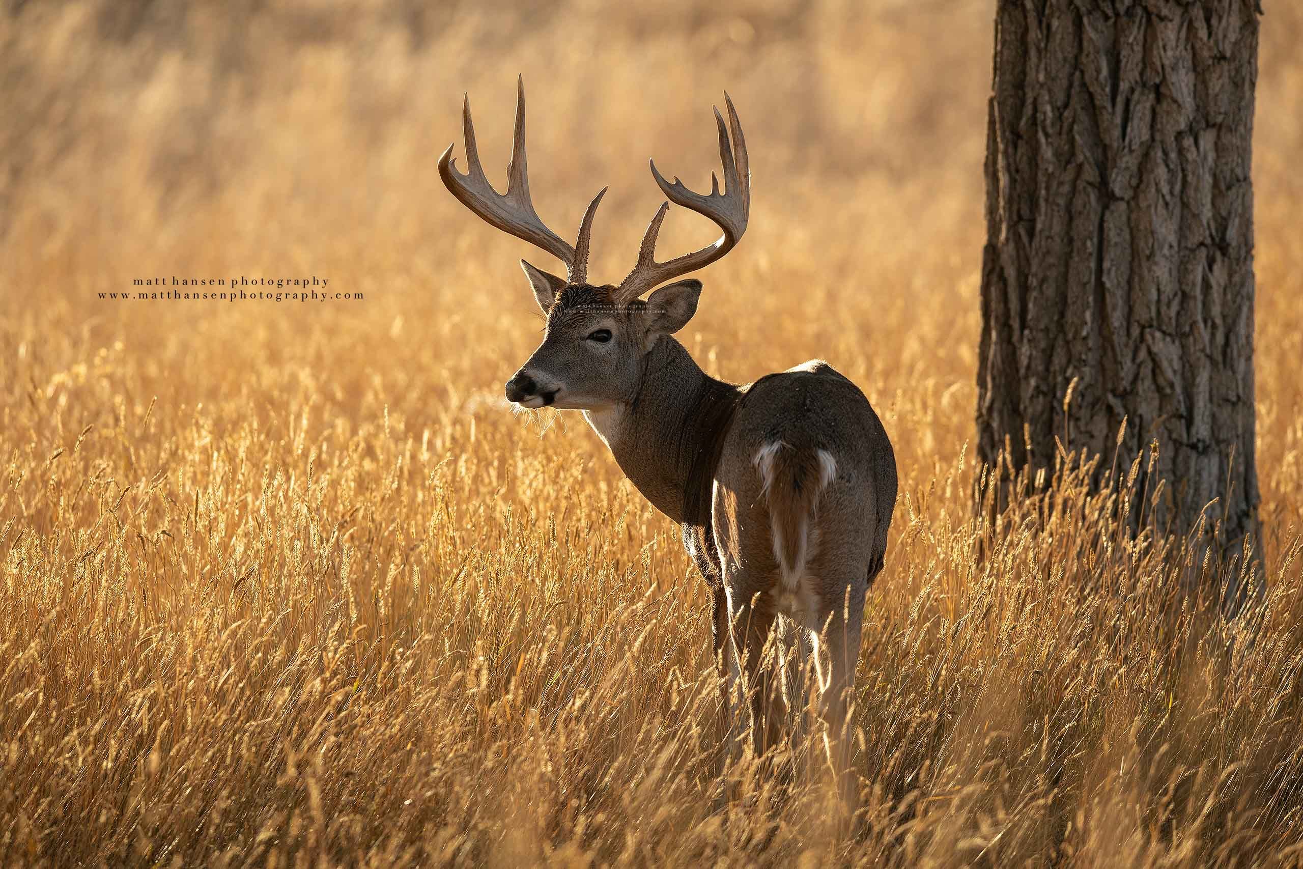 Yoder Images Whitetail Deer Photography - Whitetail Deer Photography