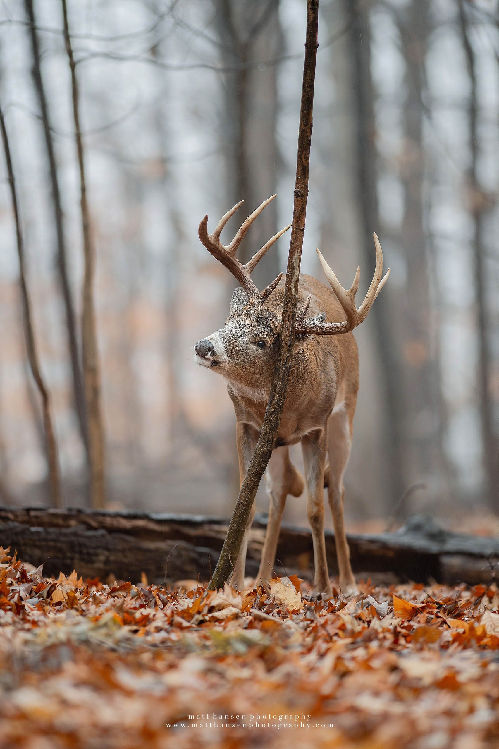 Whitetail Deer Photography