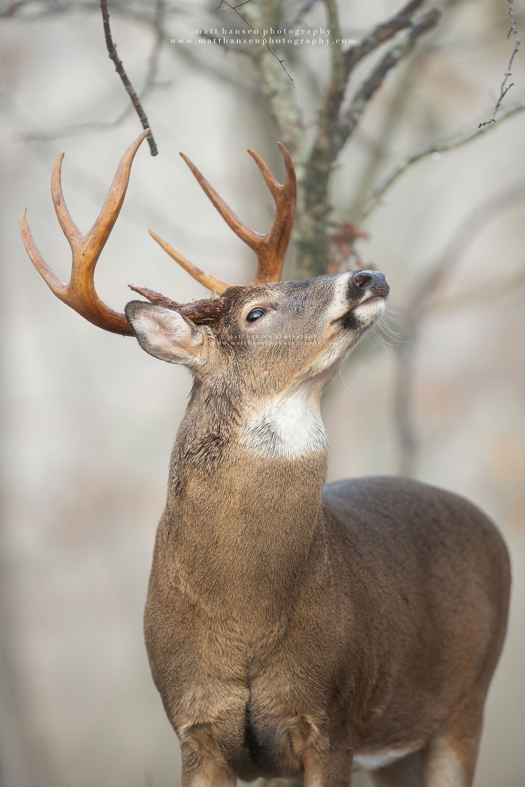 Whitetail Deer Photography Whitetail Deer Photography