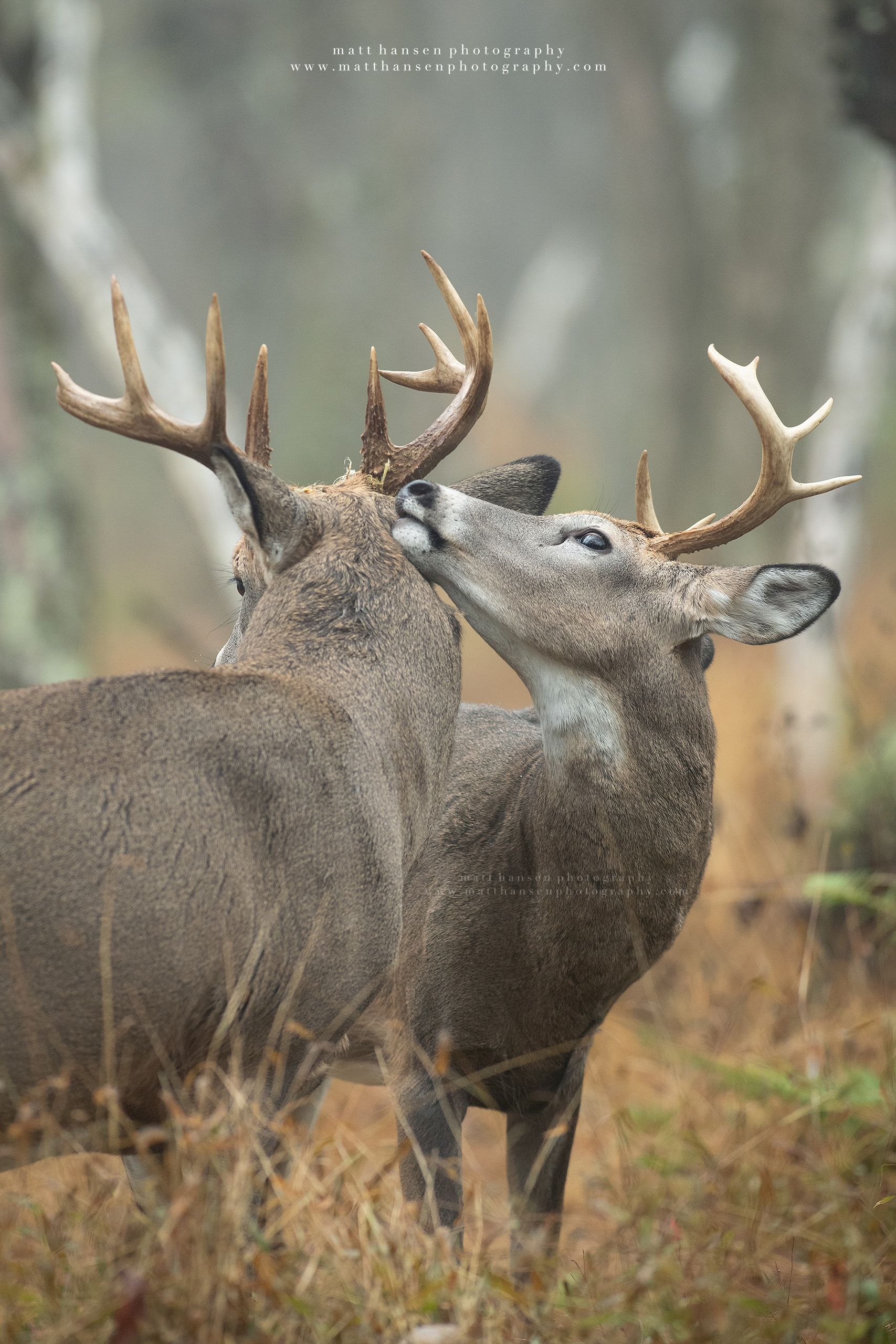 Yoder Images Whitetail Deer Photography - Whitetail Deer Photography