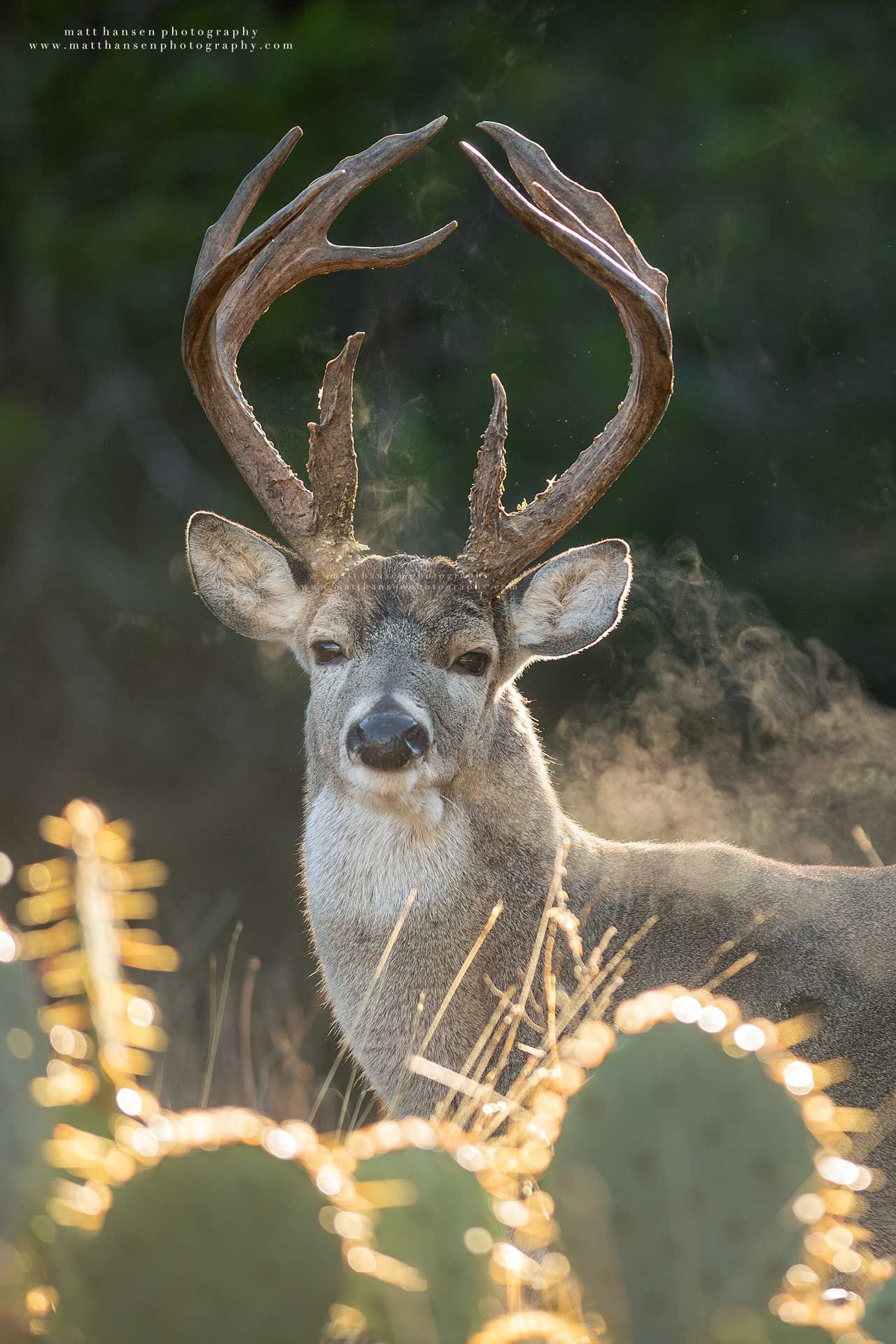 Whitetail Deer Photography