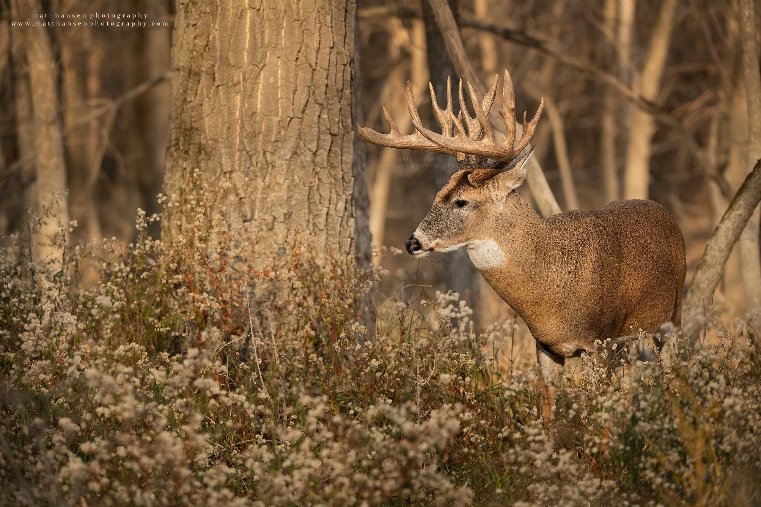 Yoder Images Whitetail Deer Photography - Whitetail Deer Photography