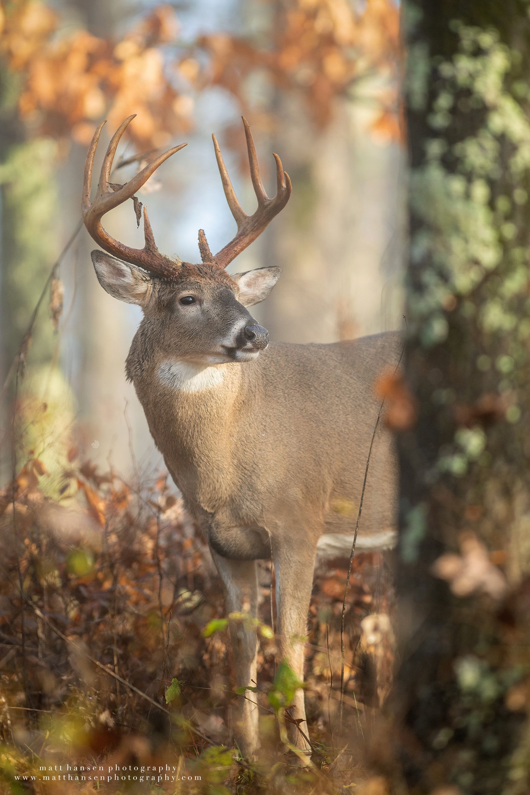 Yoder Images Whitetail Deer Photography - Whitetail Deer Photography