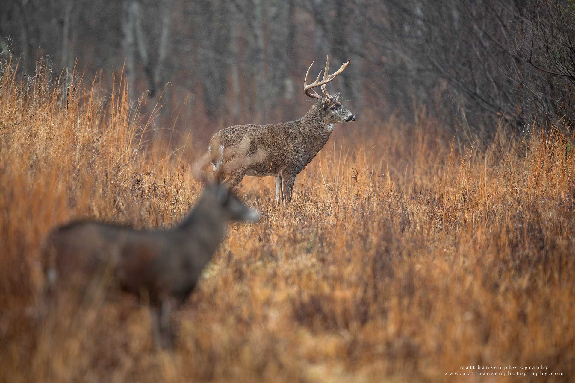 Whitetail Deer Photography