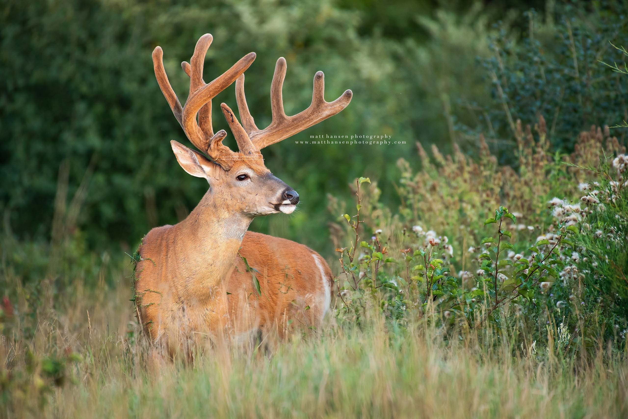 Whitetail Deer Photography