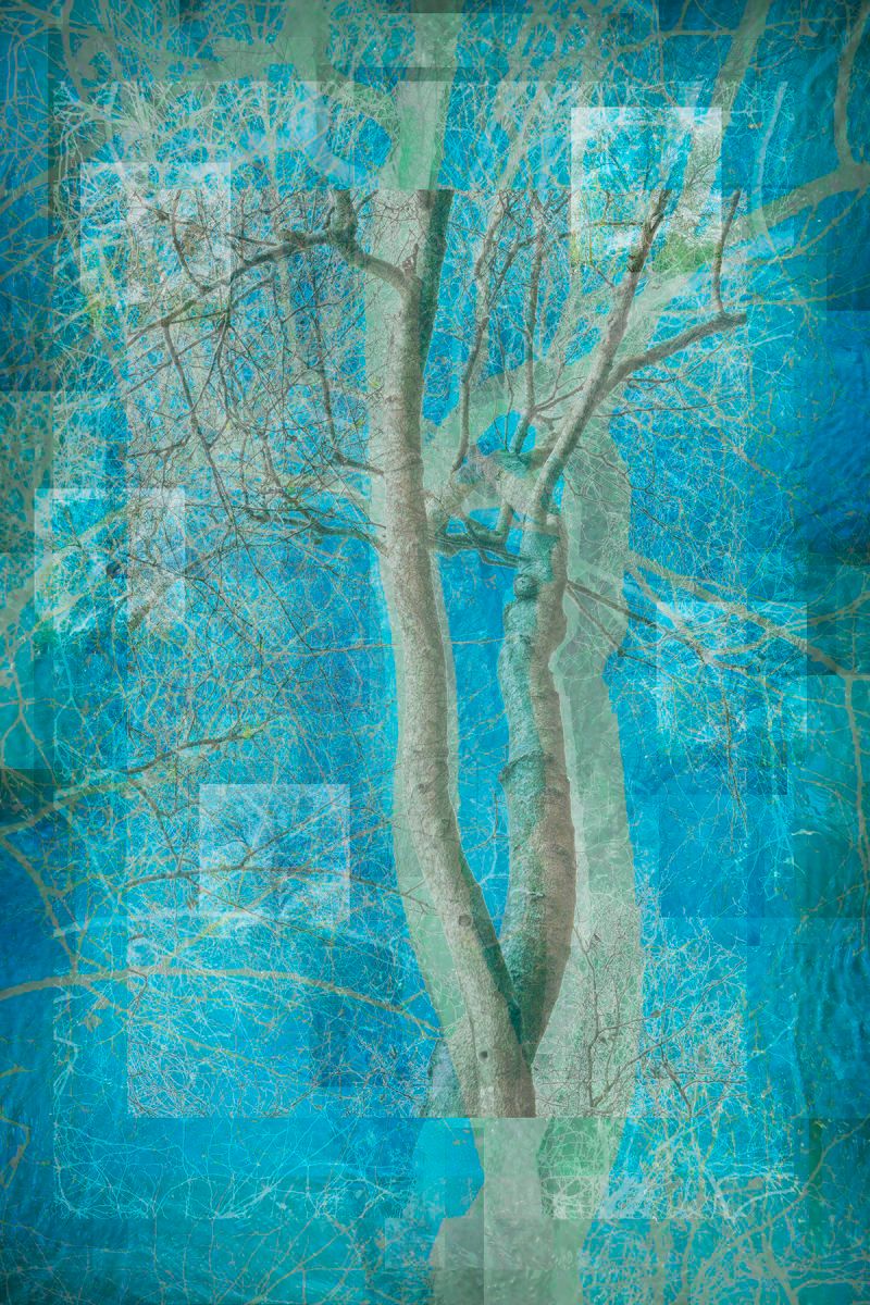 Dye Sublimation print on metal   60" x 40" A Tree Grows
