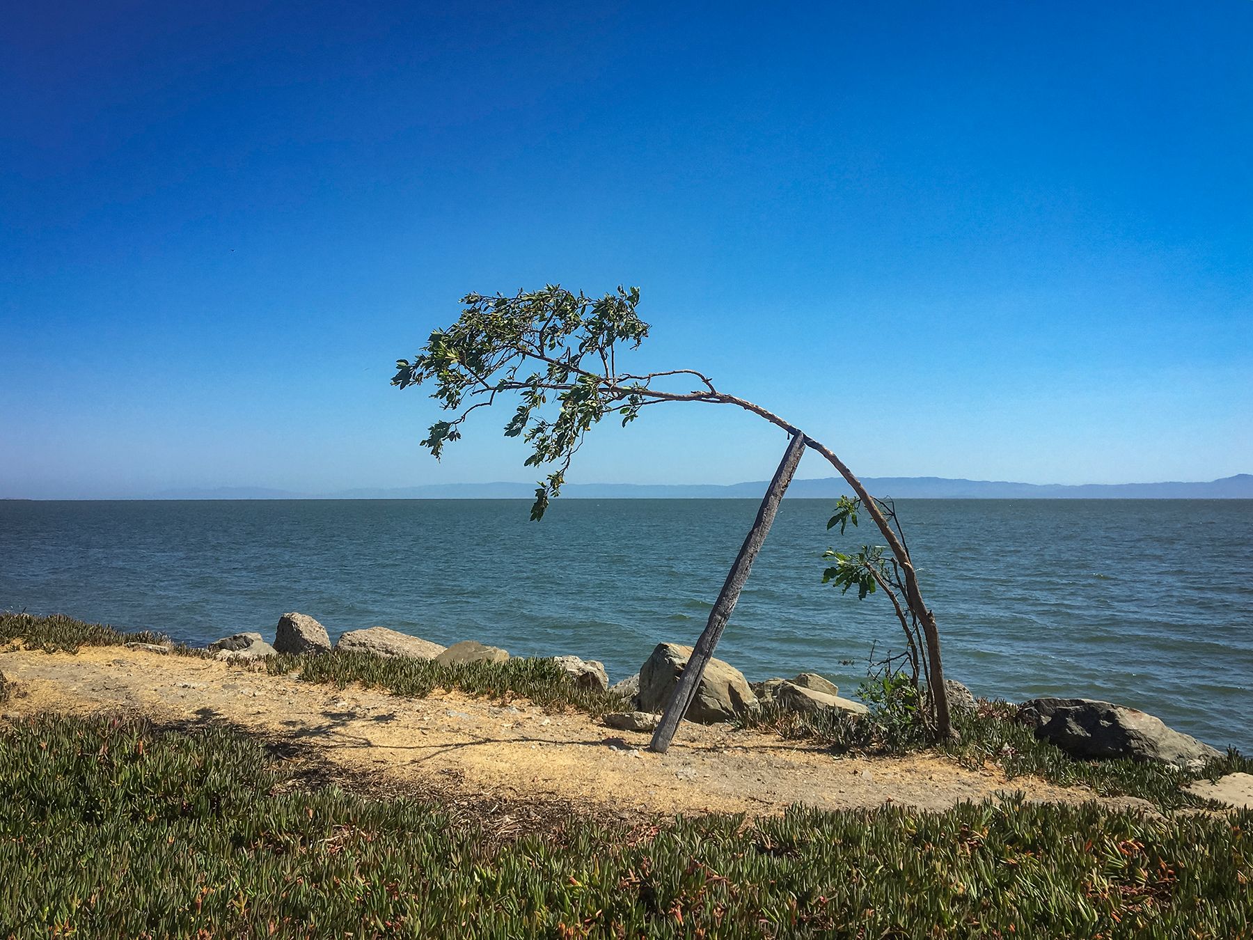 Bent Tree (Alameda, CA)