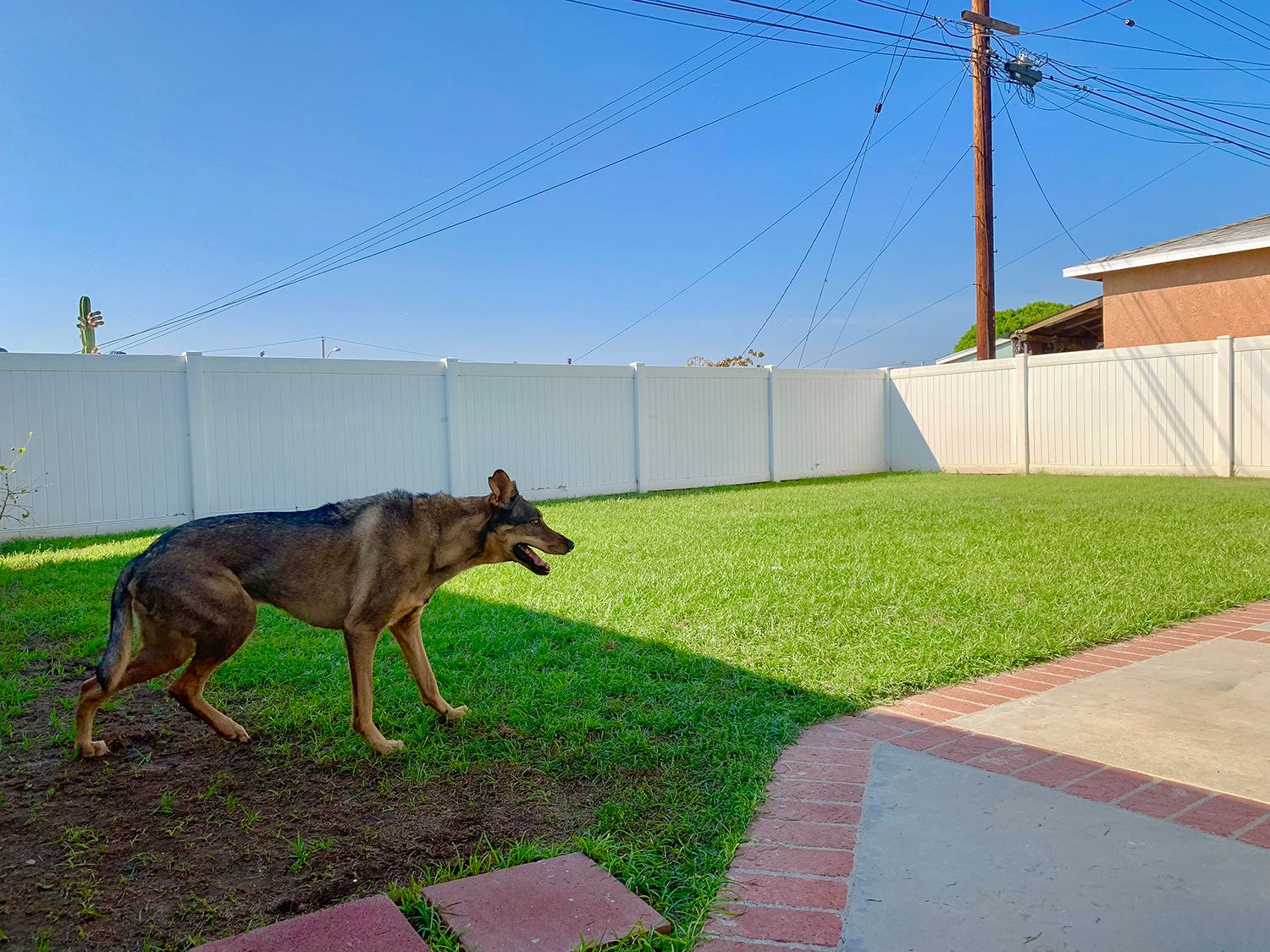 Dog Yard