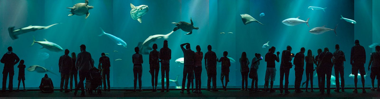 Dye Sublimation print on metal  18" x 70" Swim with the Fishes #7