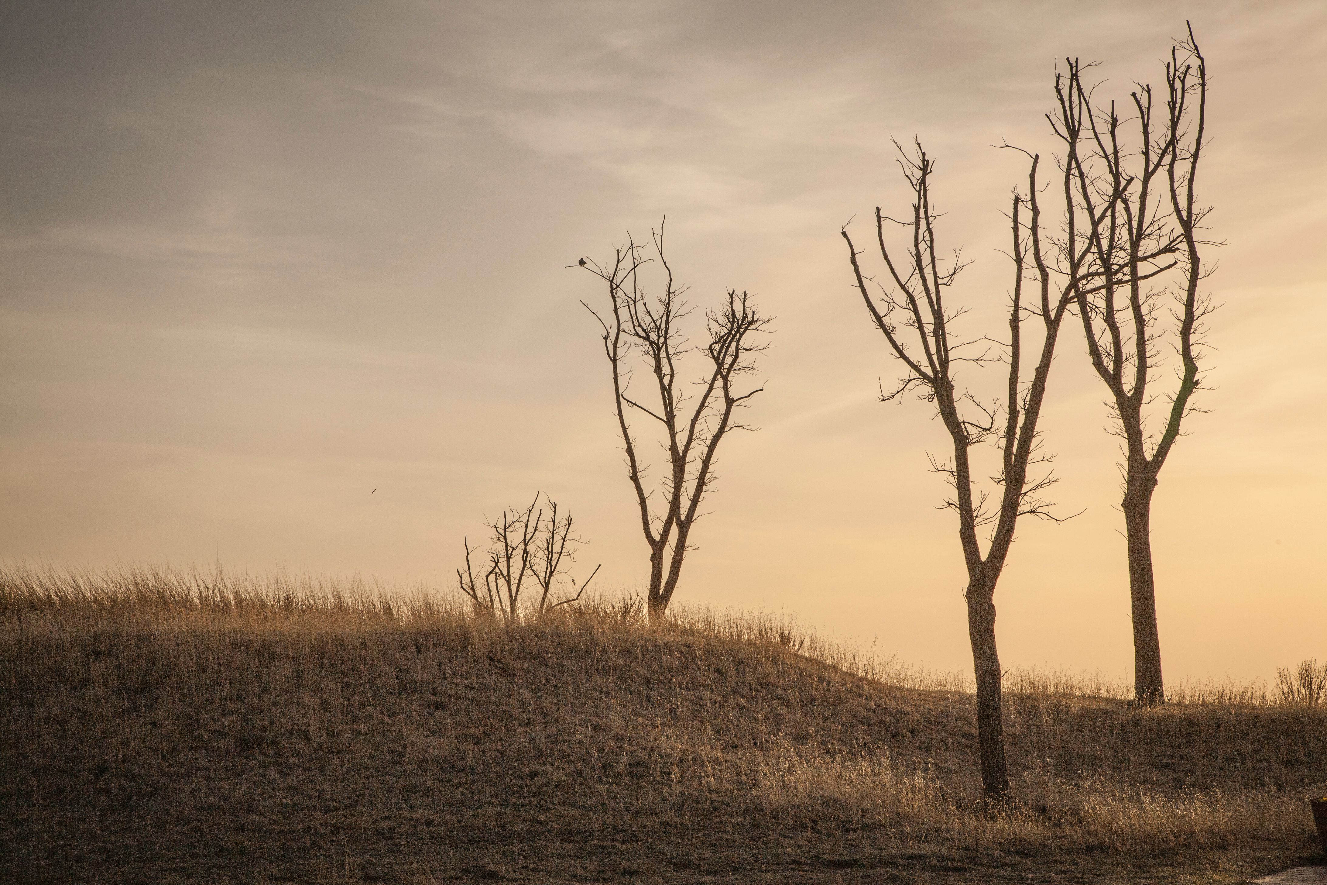 Three Trees ( Lubbock.Texas)